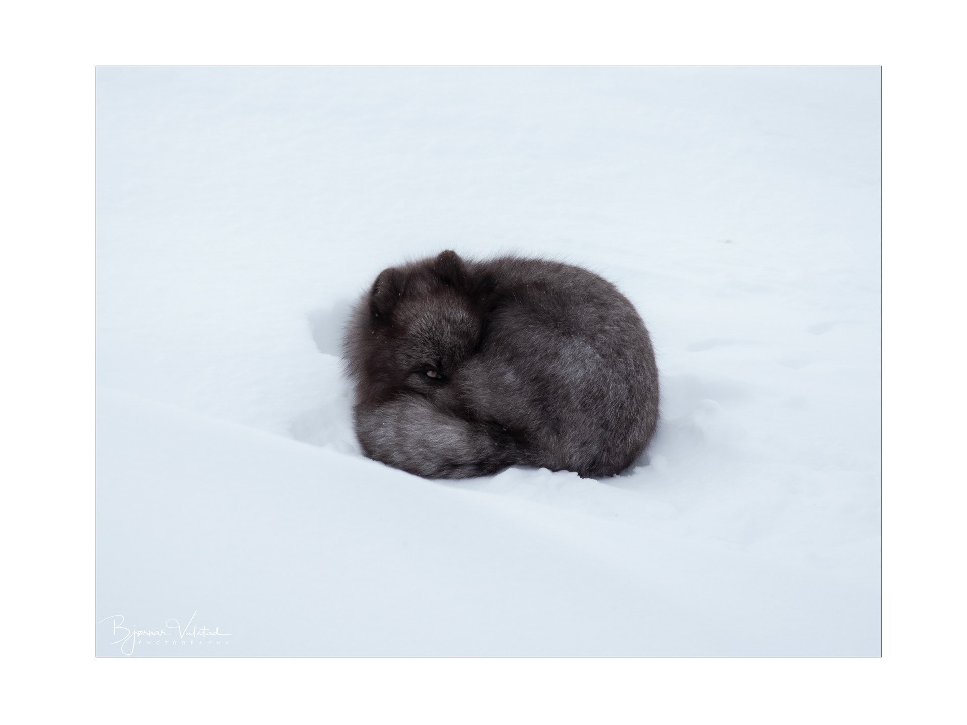 Arctic fox (Vulpes lagopus)