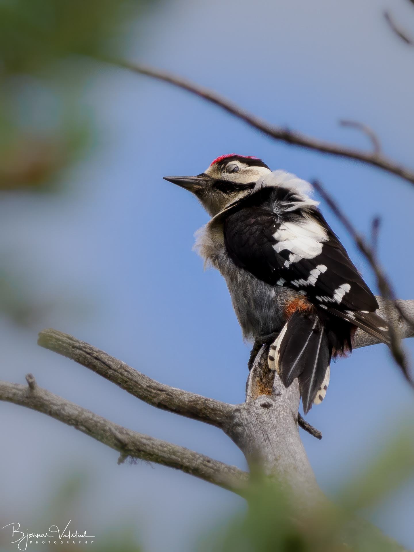 Sleeping Great spotted woodpecker (Dendrocopos major)