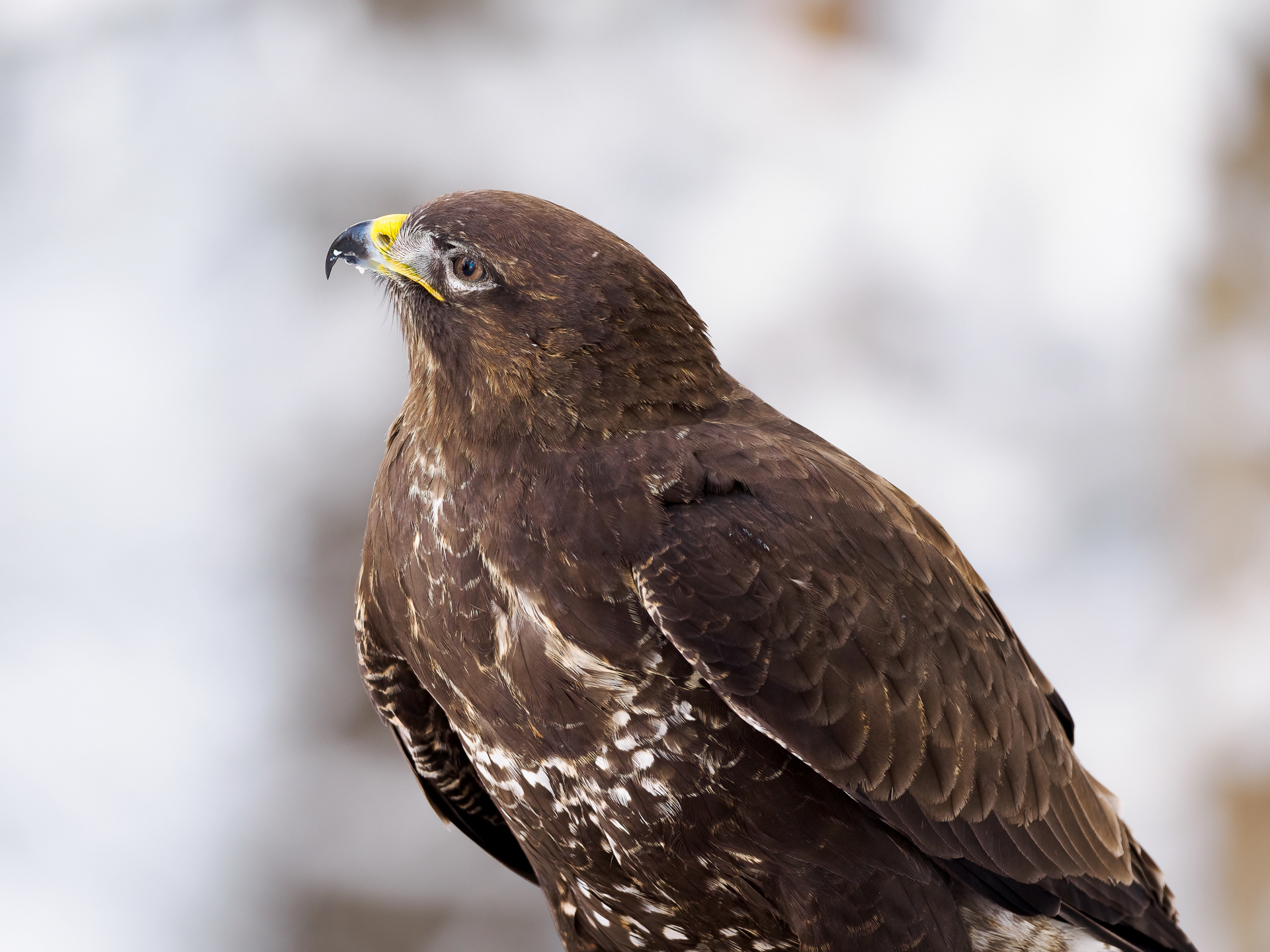 Common buzzard (Buteo buteo)