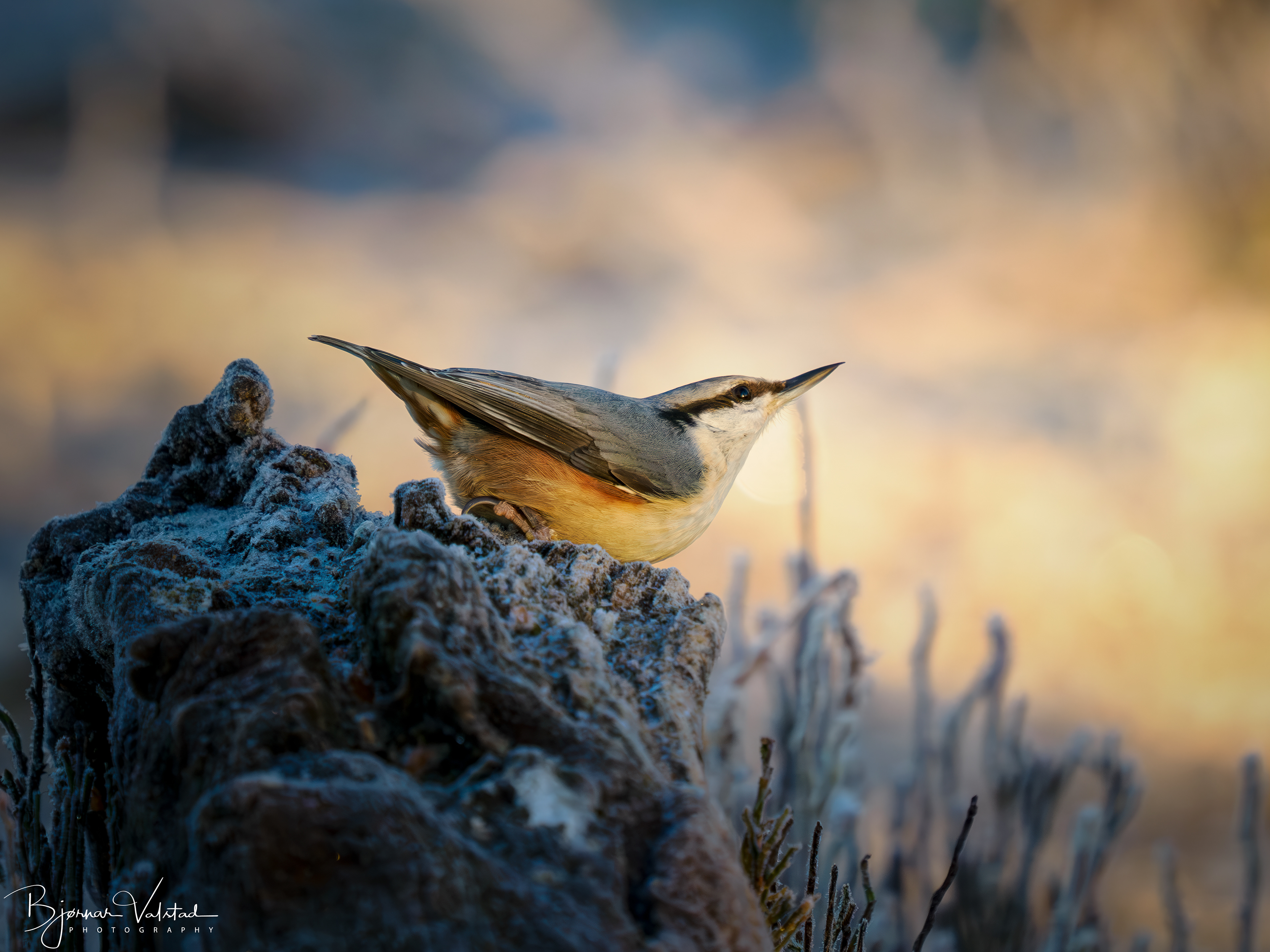 Wood nuthatch (Sitta europaea)