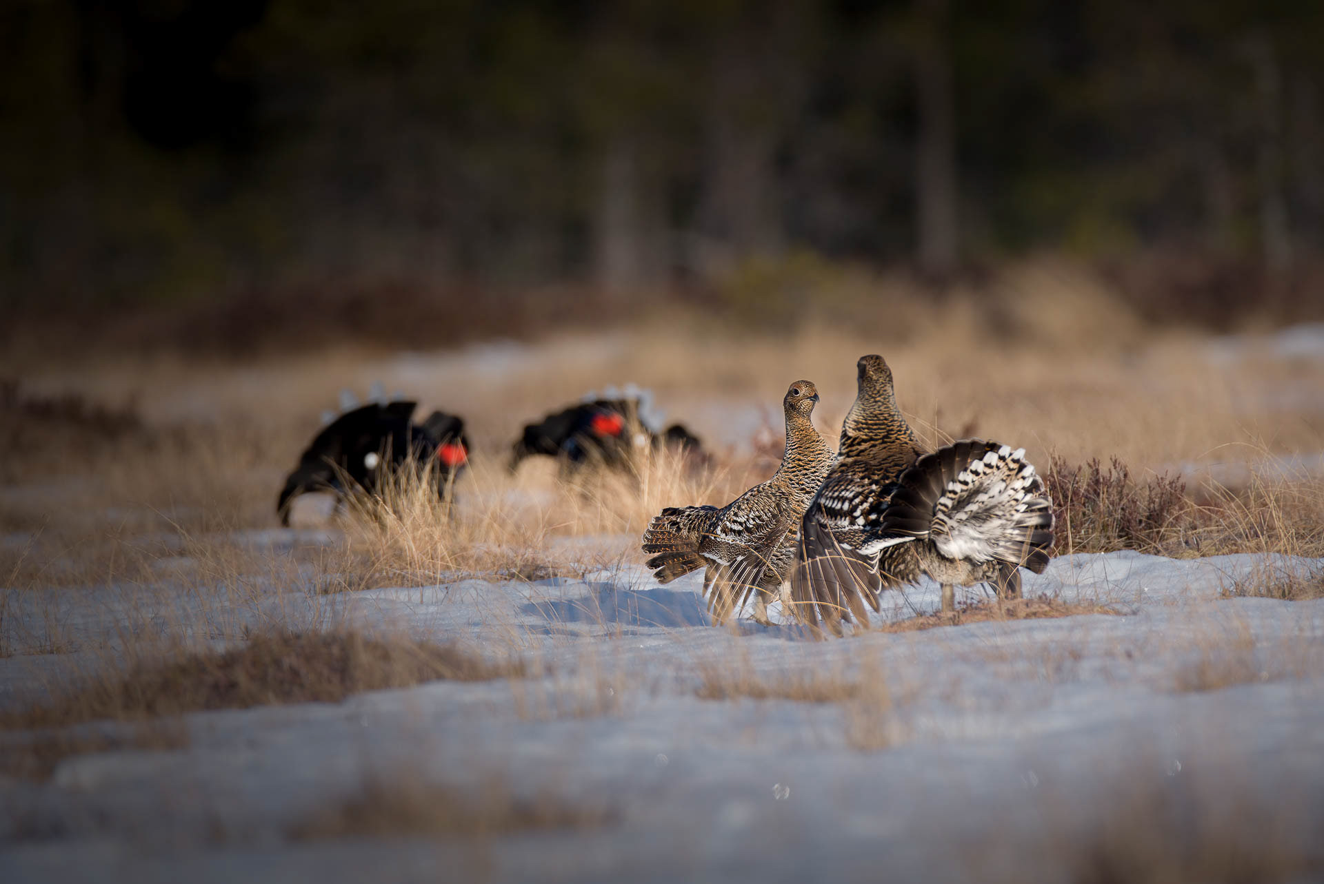 Black grouse (Lyrurus tetrix), male  and female - Østlandet, Norway