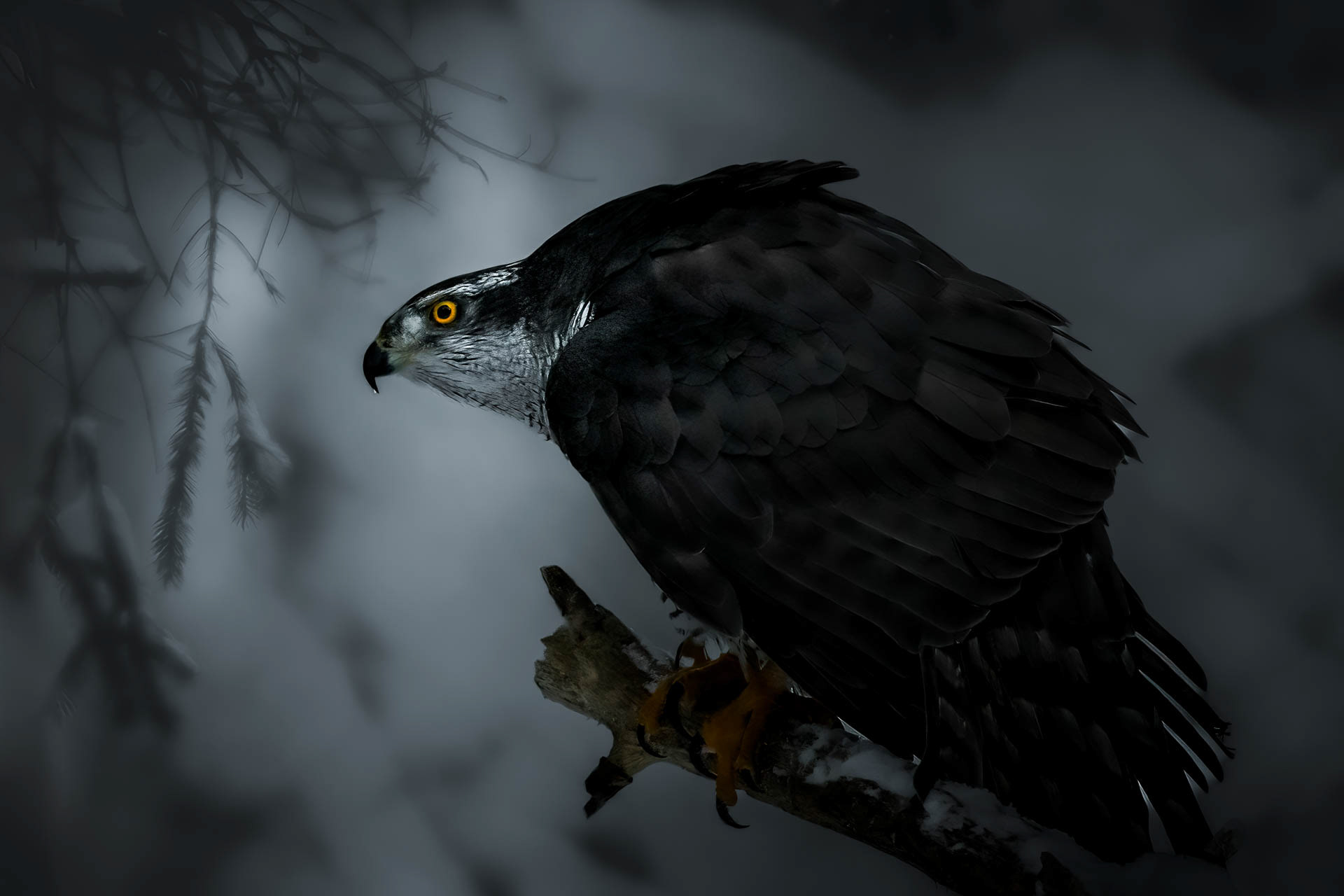 Northern goshawk (Accipiter gentilis)
