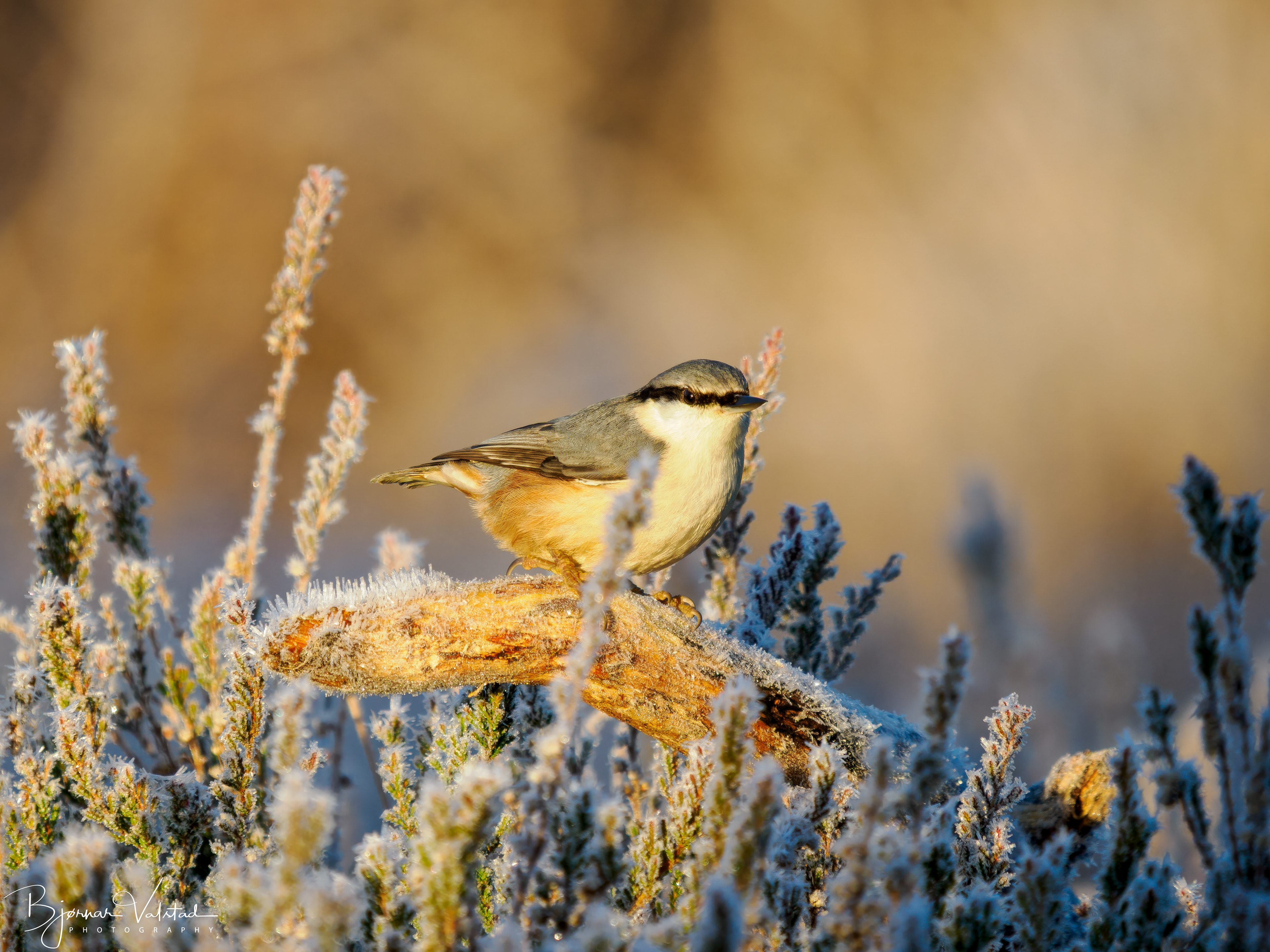 Wood nuthatch (Sitta europaea)