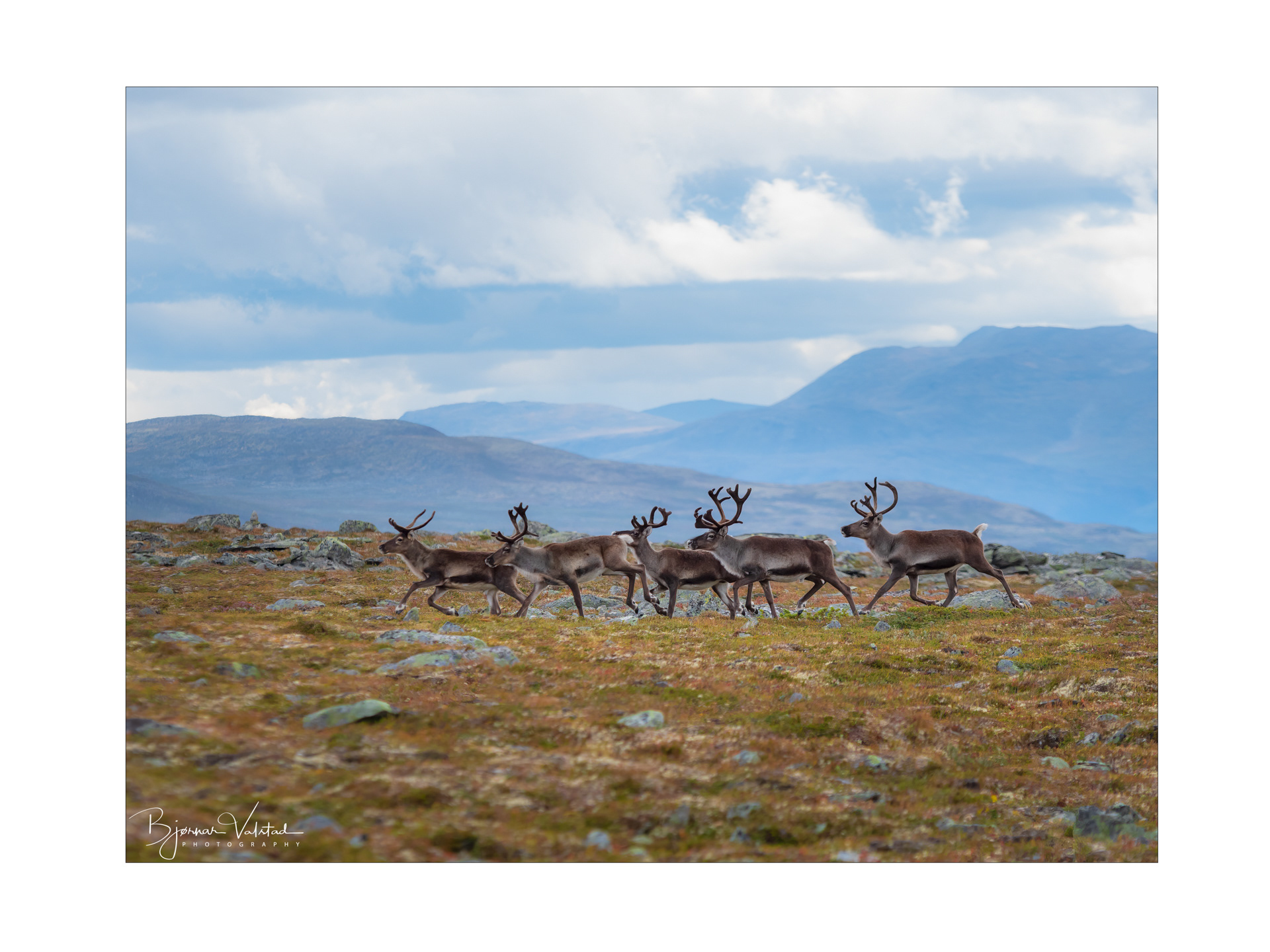 Reindeer (Rangifer tarandus)