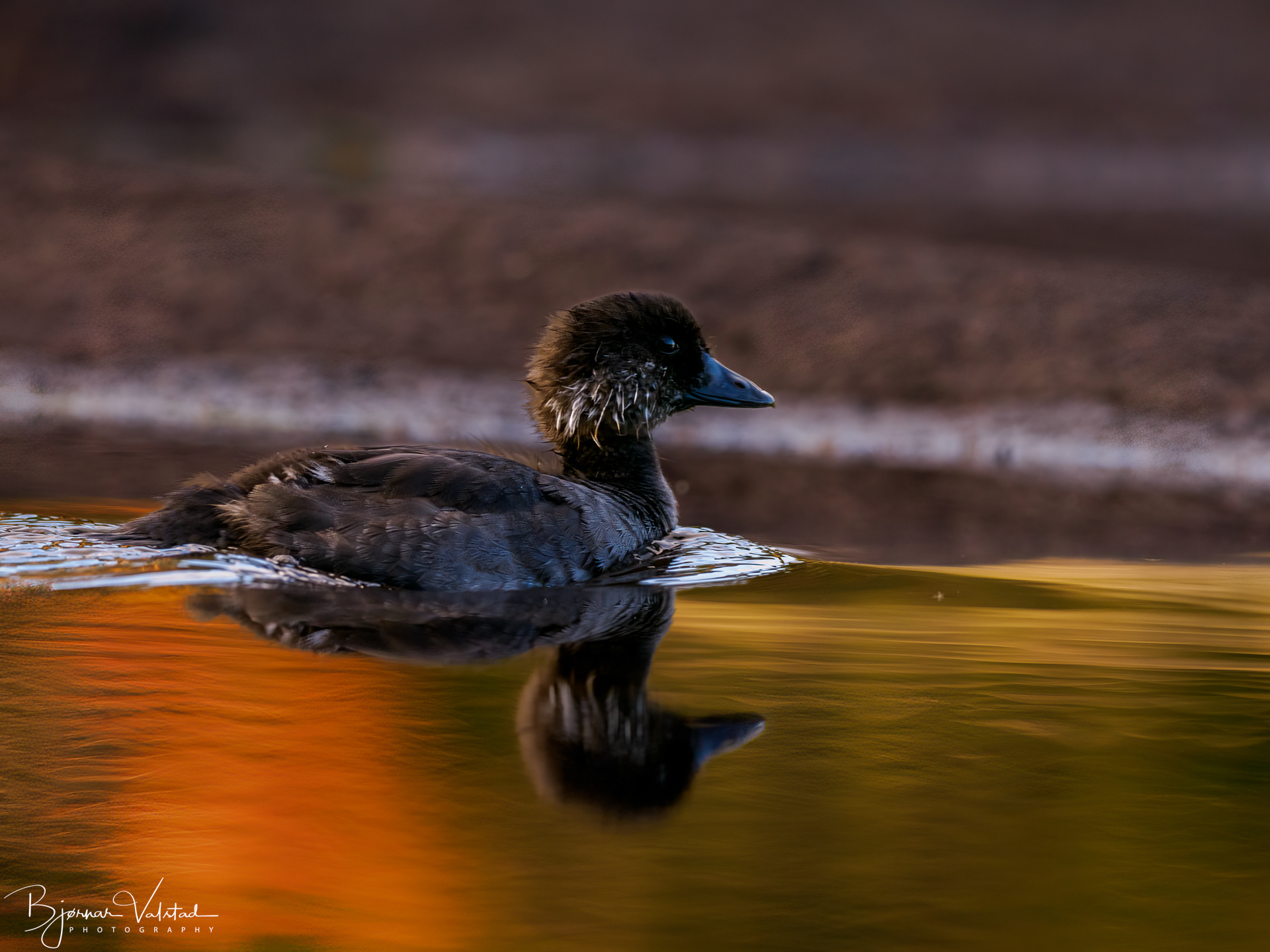 Goldeneye (Bucephala clangula)