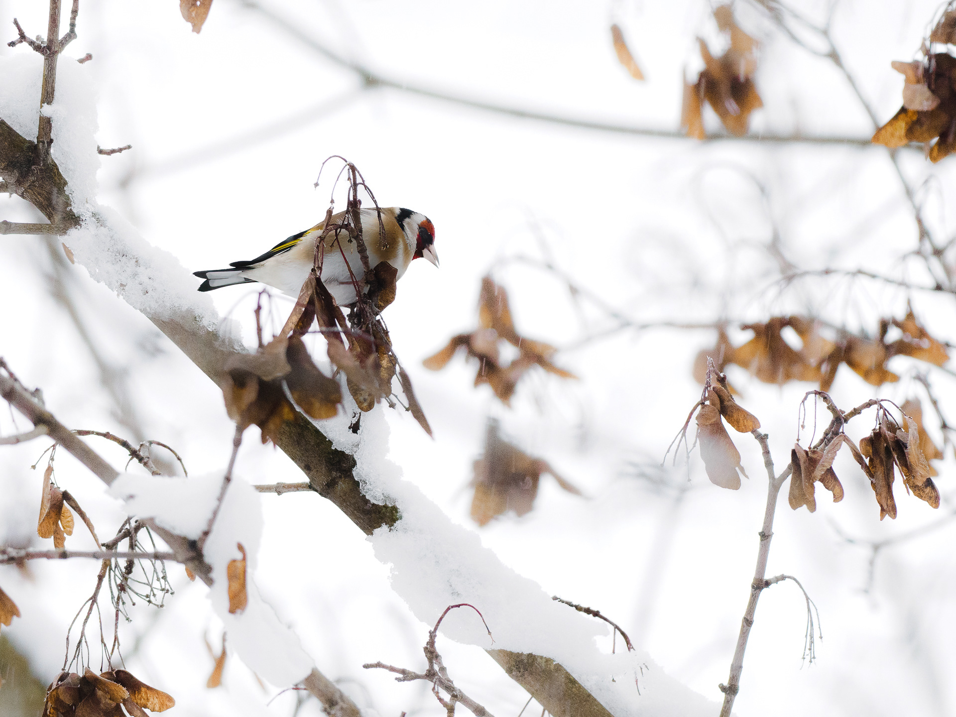 Goldfinch (Carduelis carduelis)