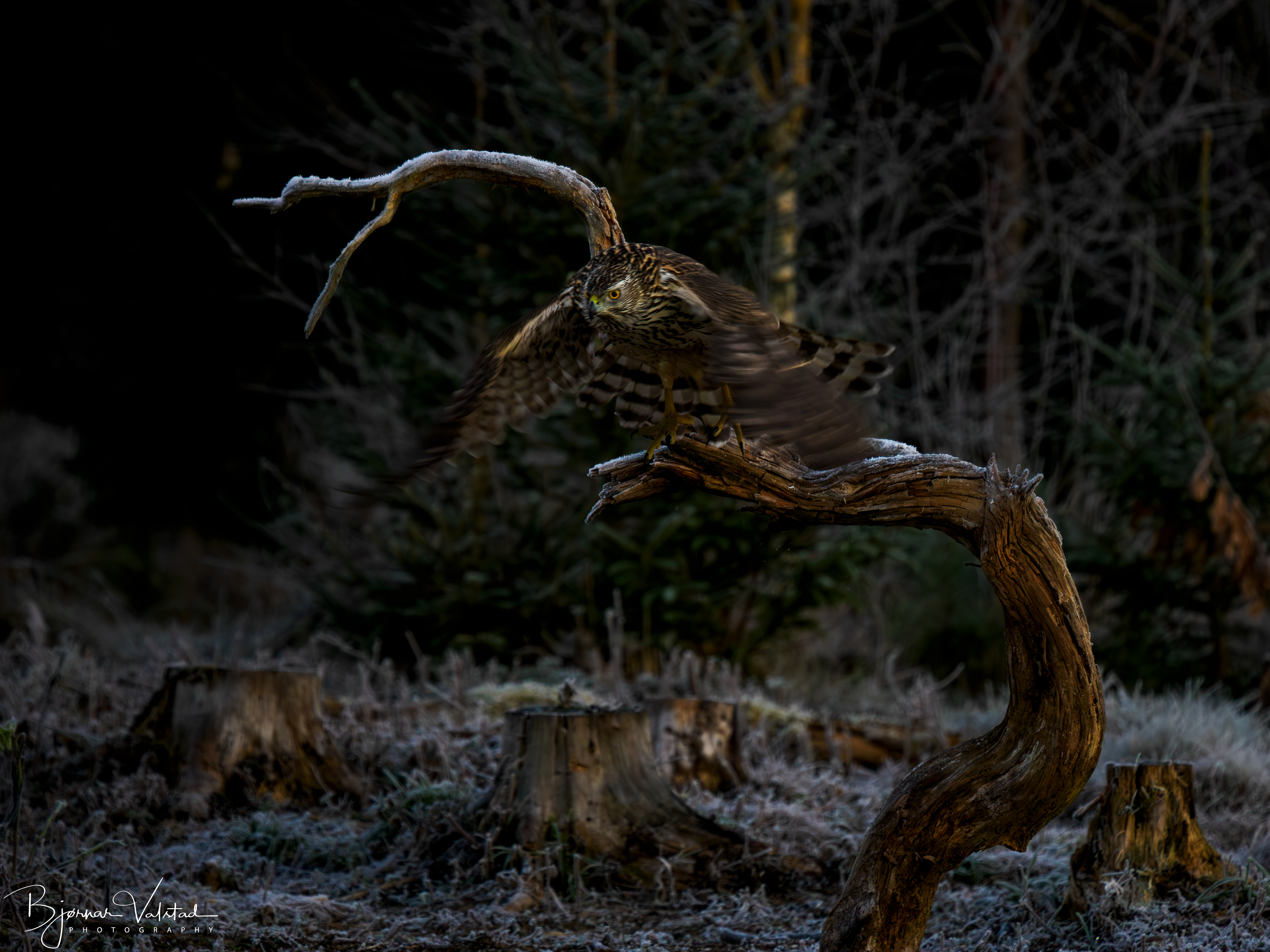 Eurasian goshawk (Astur gentilis) 
