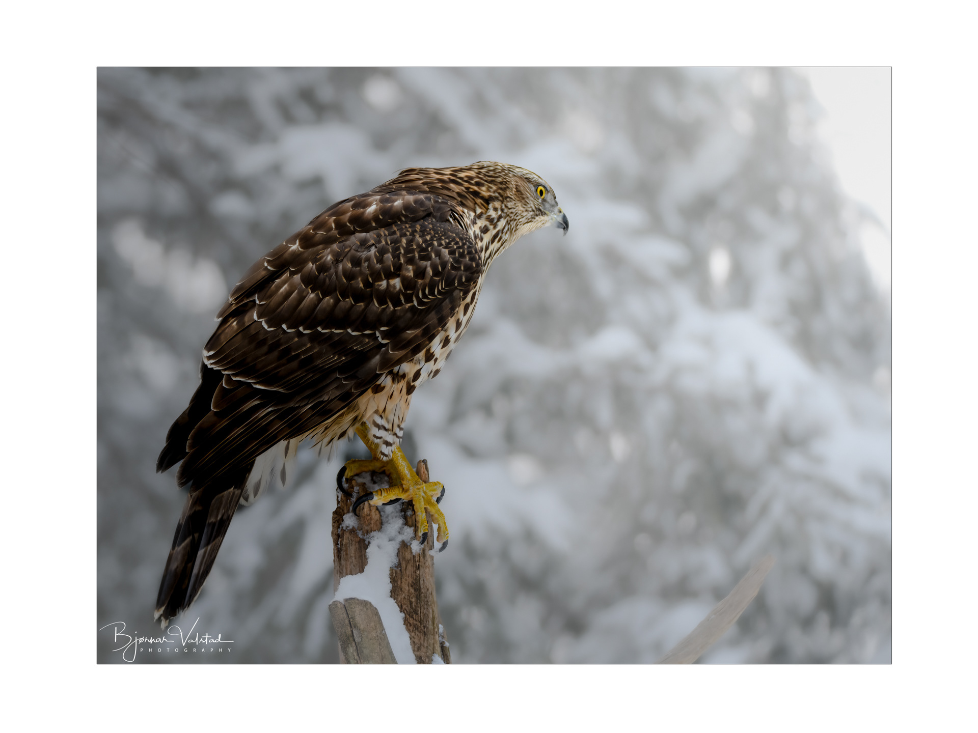 Northern goshawk (Accipiter gentilis)