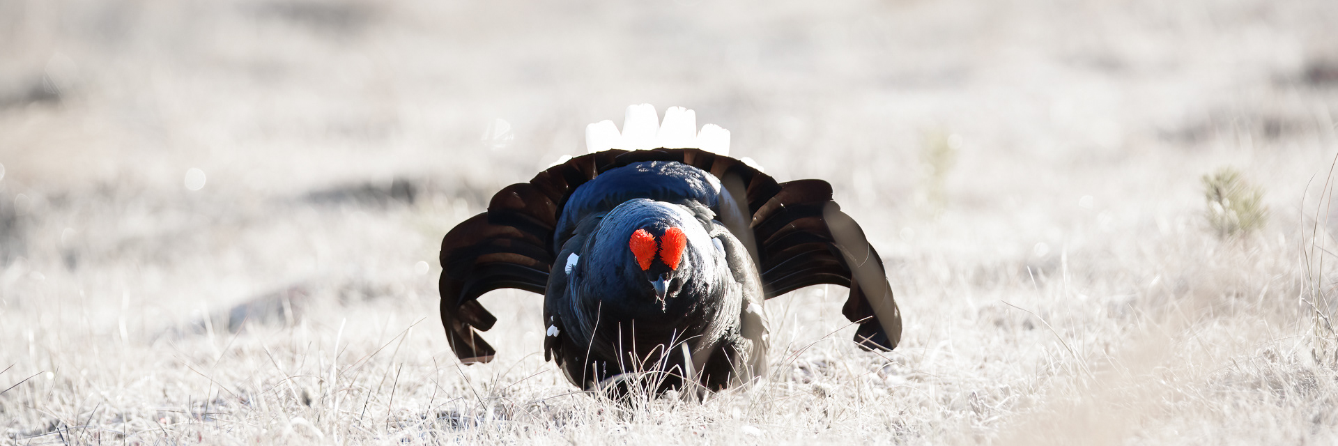Black grouse, male (Lyrurus tetrix) - Østlandet, Norway