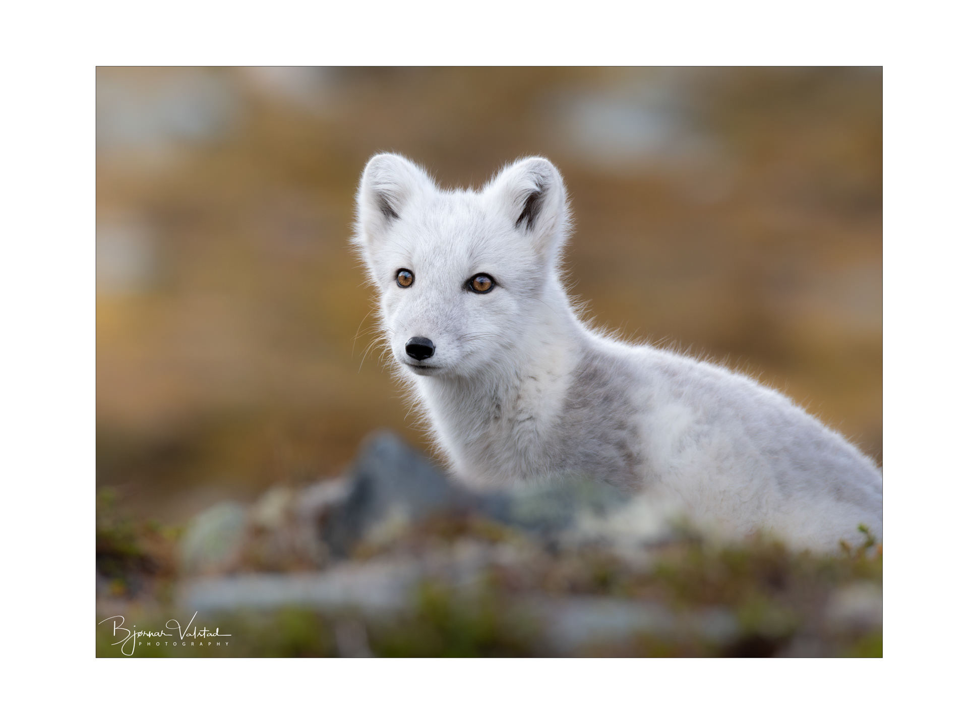 Arctic fox (Vulpes lagopus)