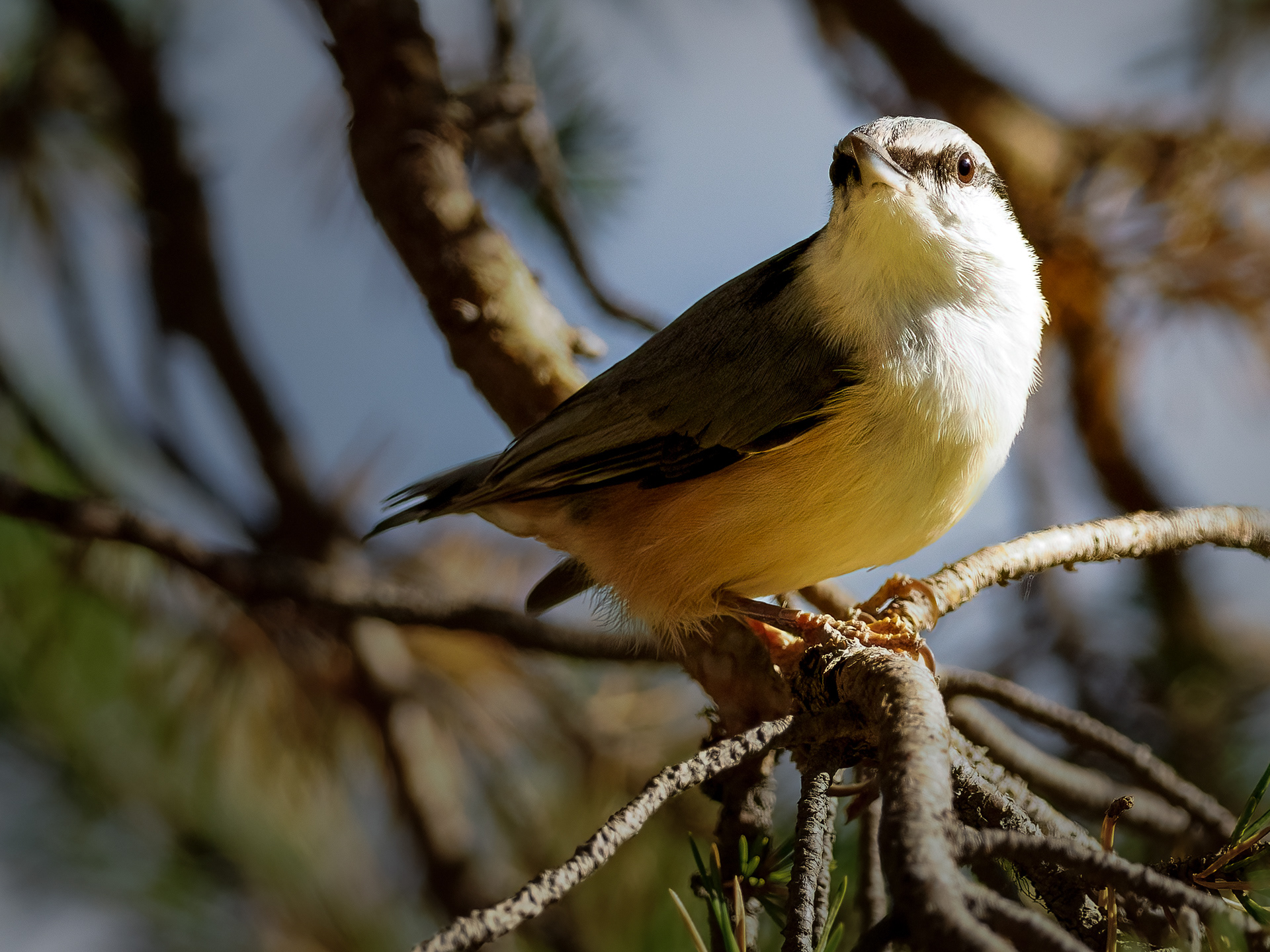 Wood nuthatch (Sitta europaea)