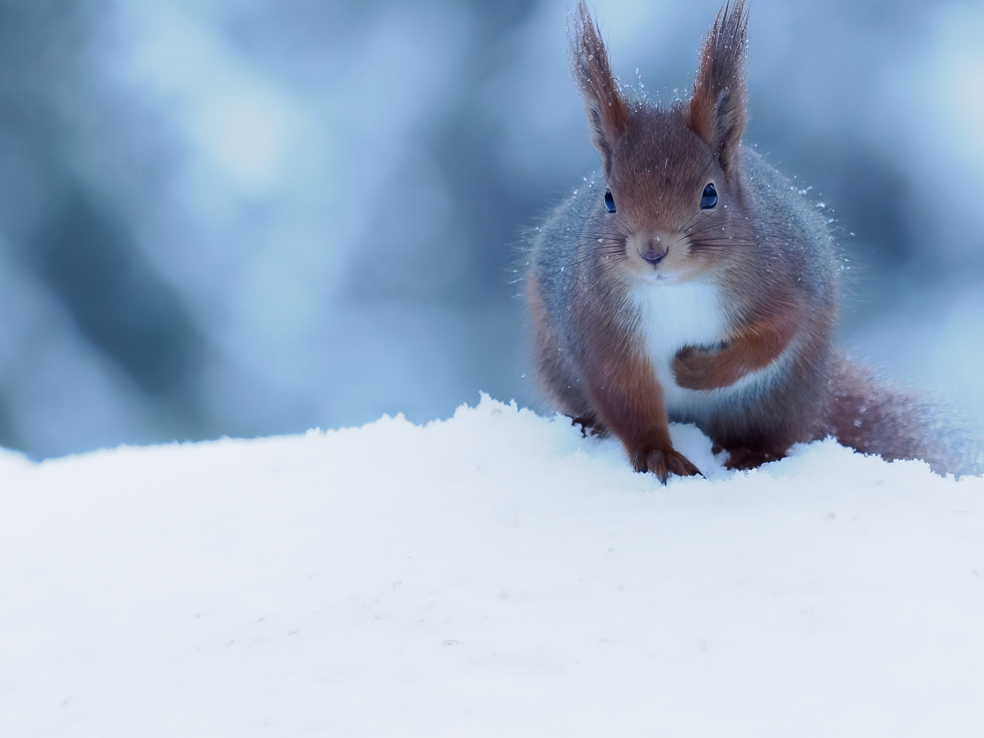 Red squirrel (Sciurus vulgaris) 
