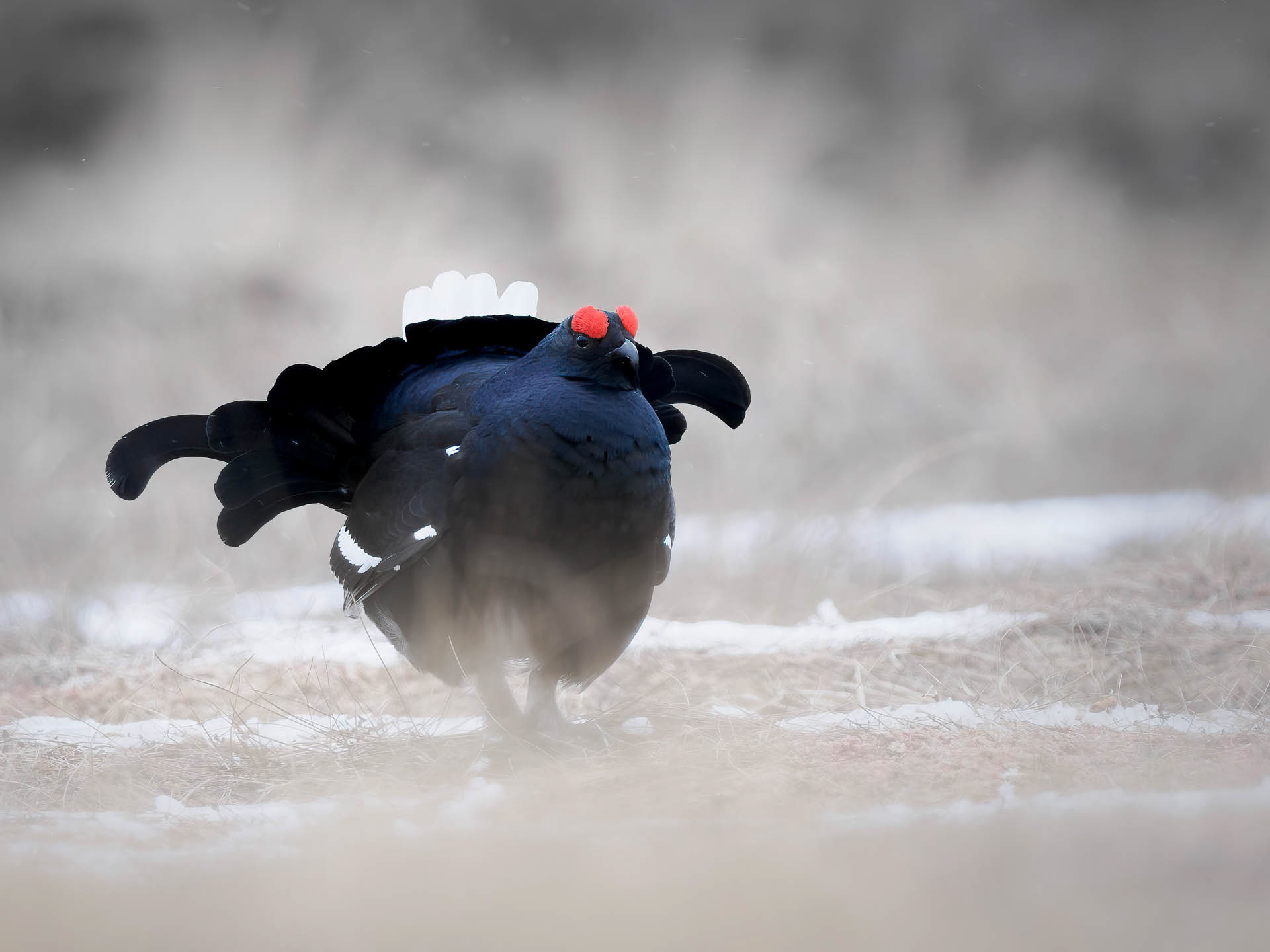 Black grouse, male (Lyrurus tetrix) - Østlandet, Norway