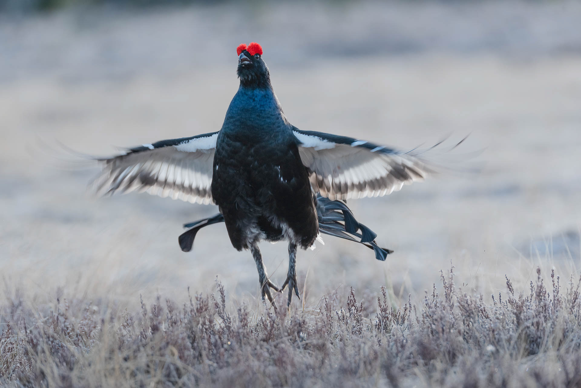 Black grouse, male (Lyrurus tetrix) - Østlandet, Norway