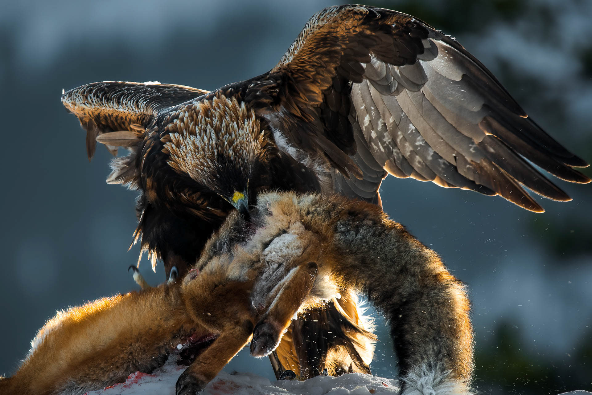 Golden eagle (Aquila chrysaetos) - Norway