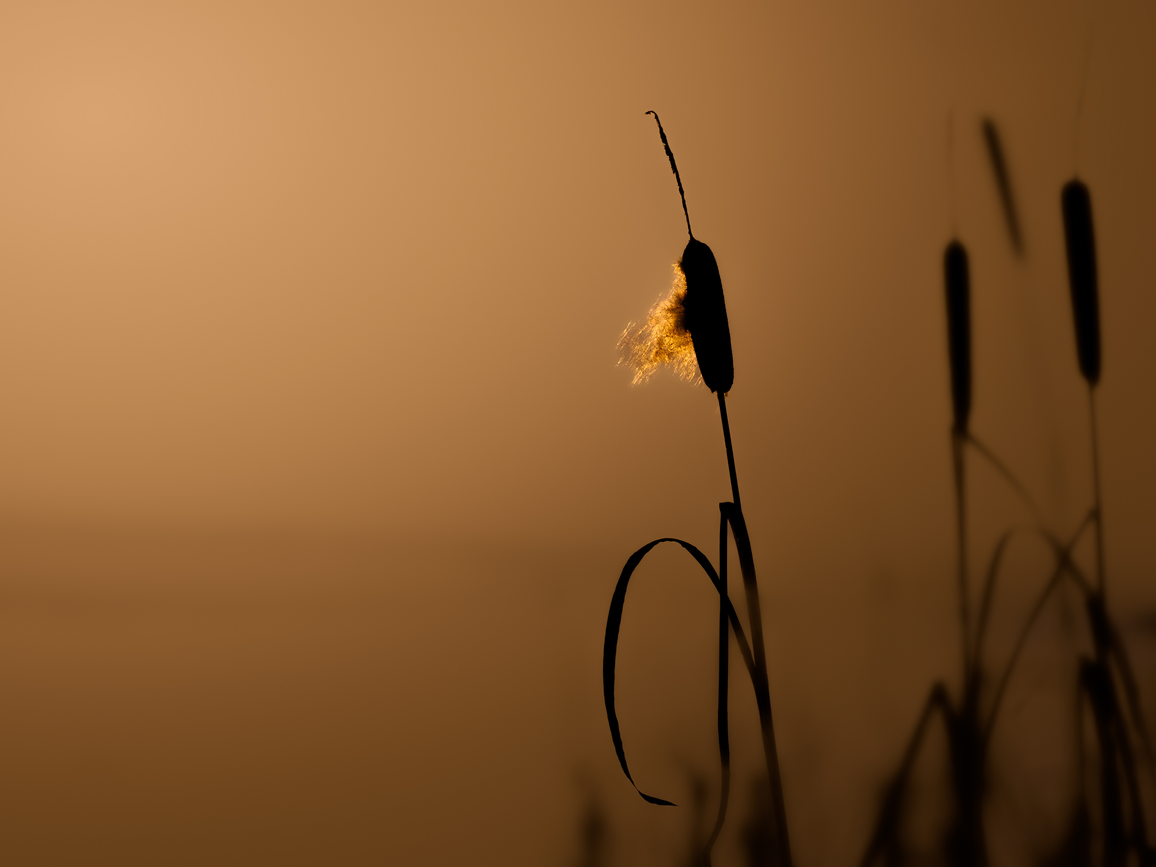 Juncus - Øyeren, Norway