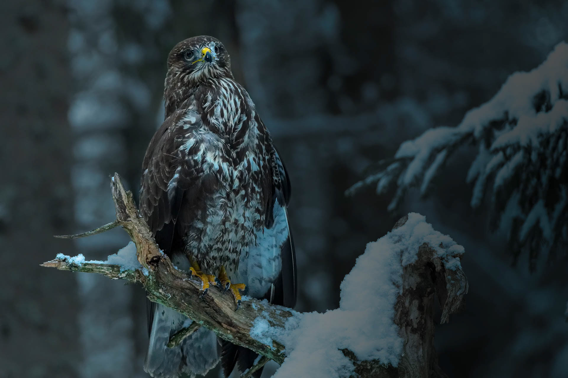 Common buzzard (Buteo buteo)