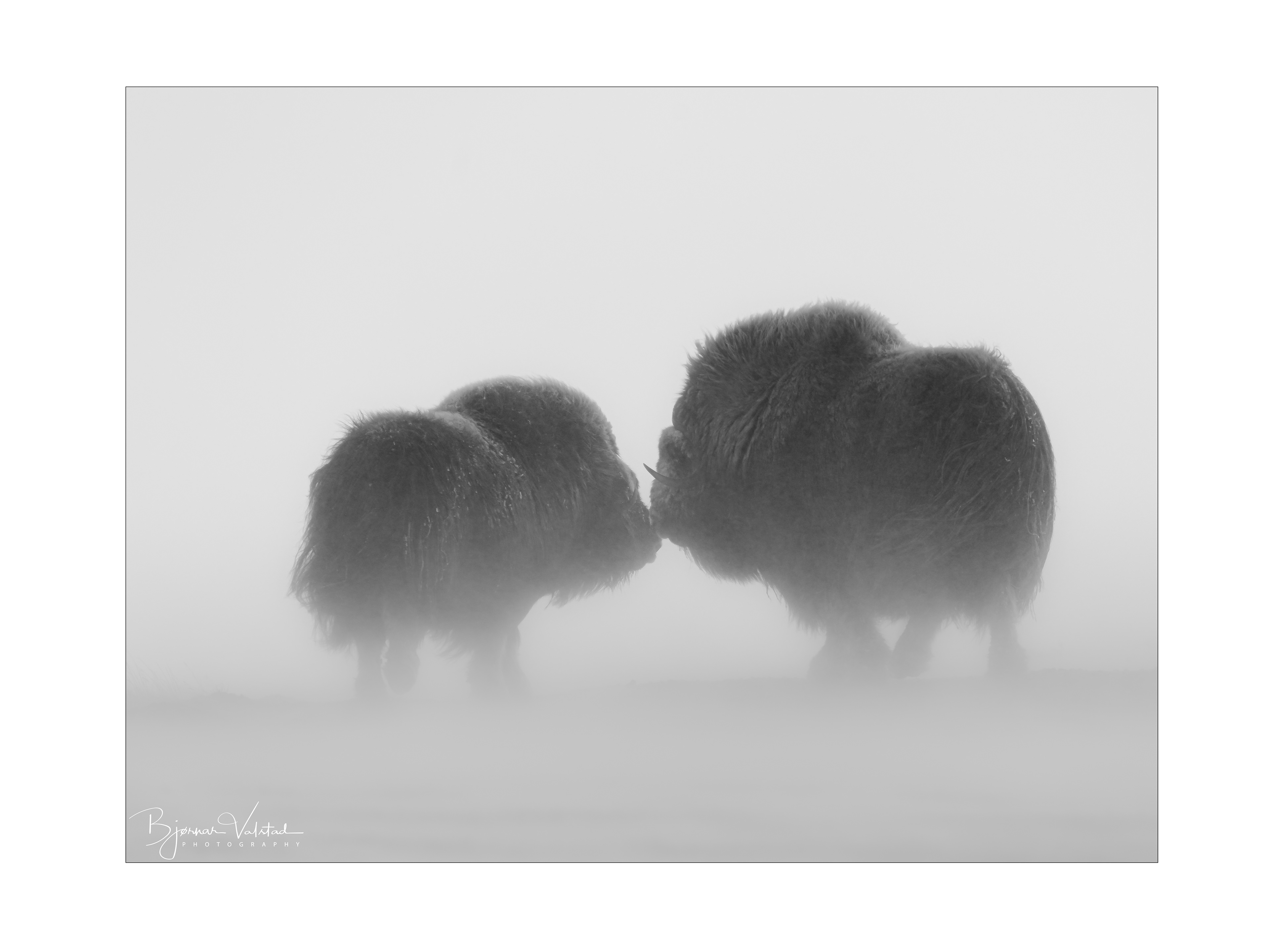 Musk ox, Dovre, Norway