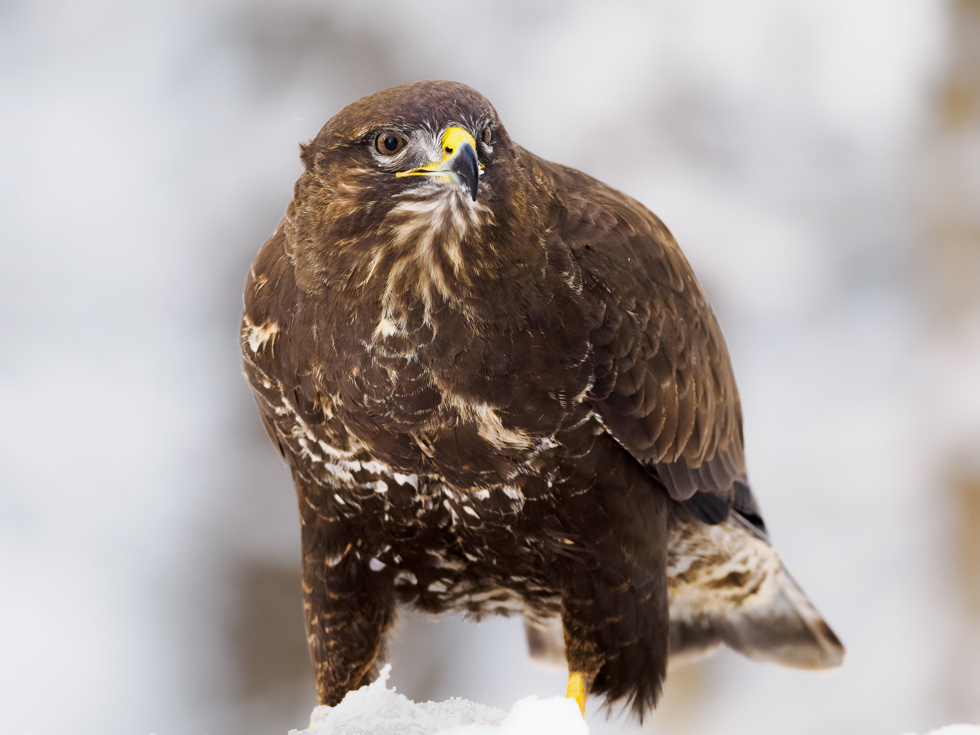 Common buzzard (Buteo buteo)