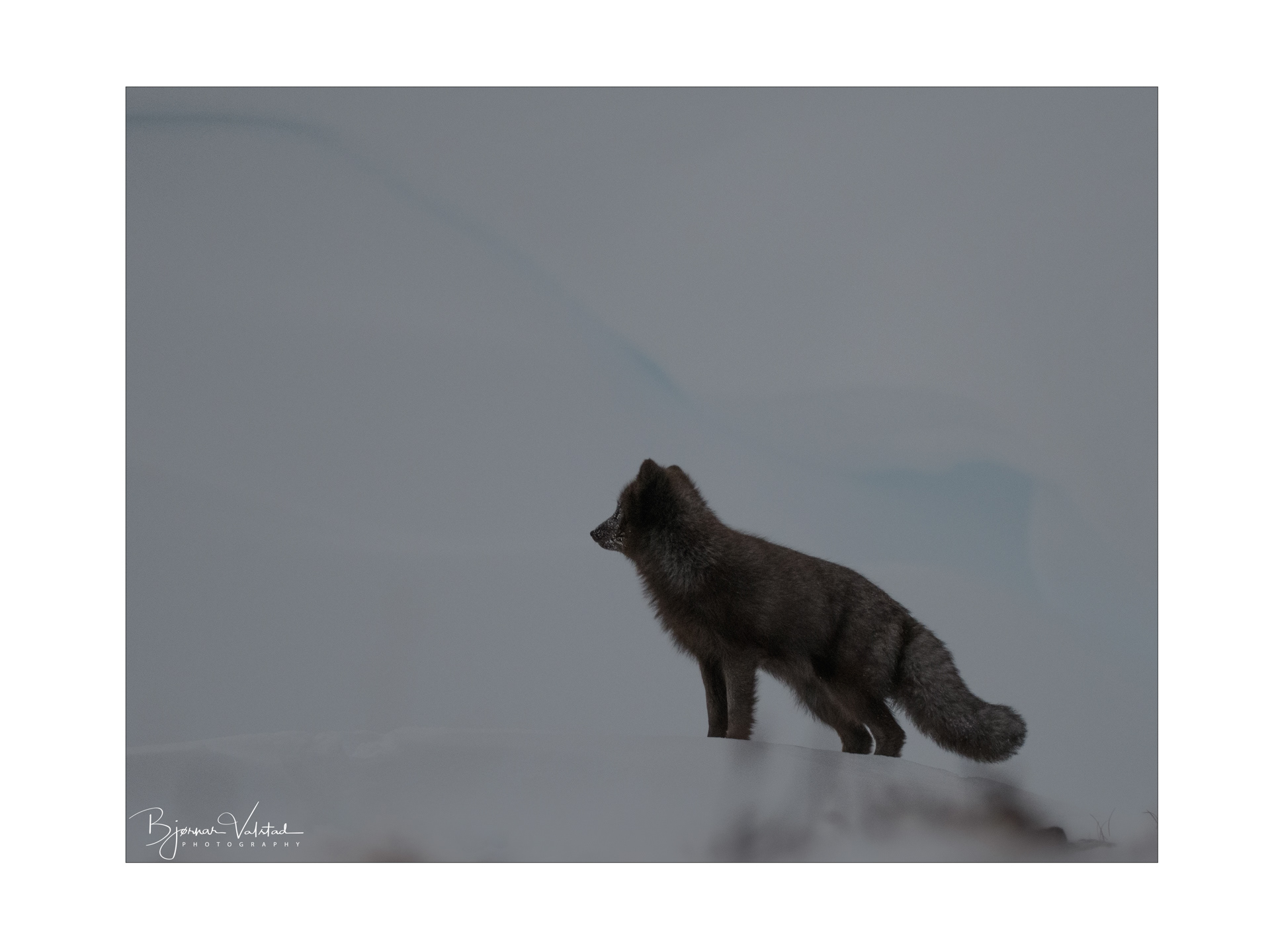 Arctic fox (Vulpes lagopus)