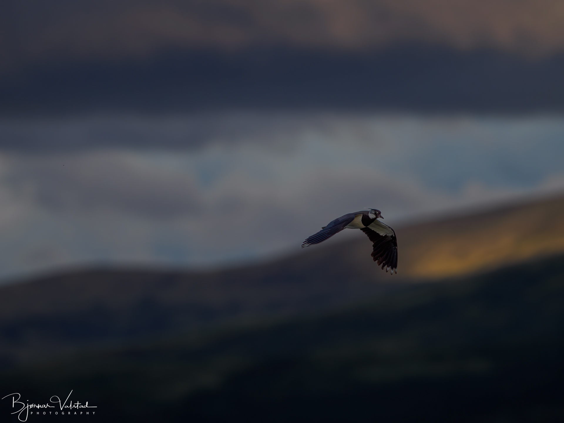 The northern lapwing (Vanellus vanellus)