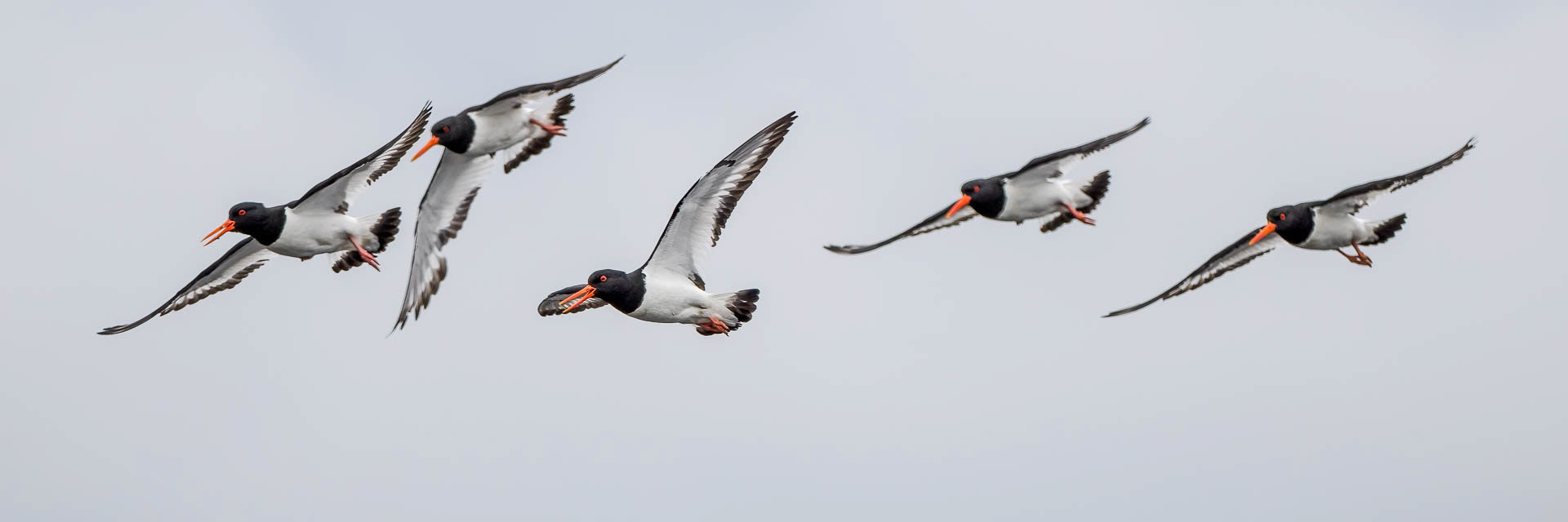 Eurasian oystercatcher (Haematopus ostralegus)
