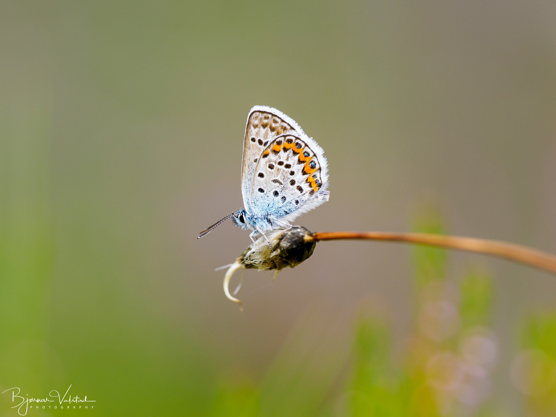 European common blue(Polyommatus icarus)