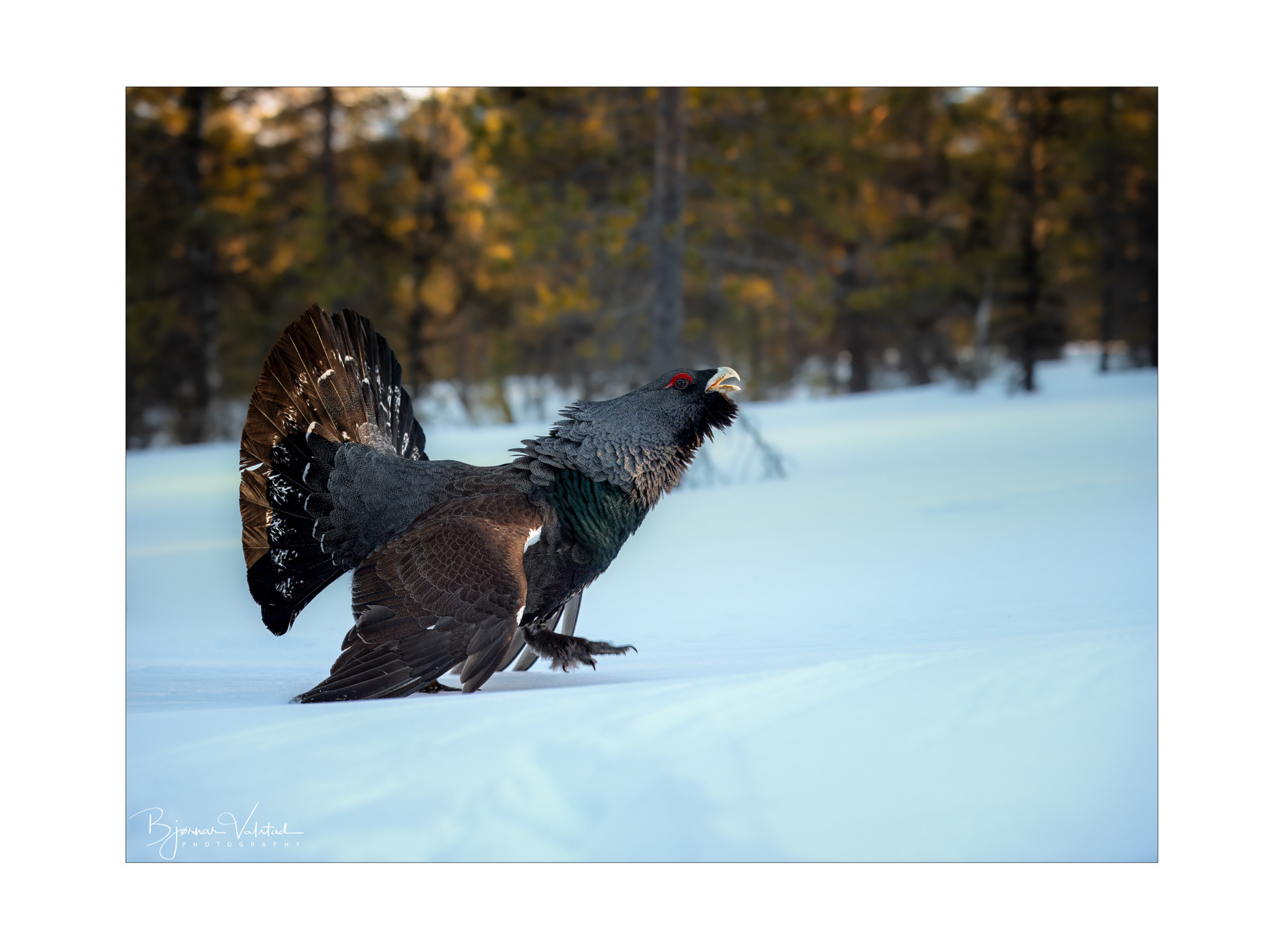 Western capercaillie (Tetrao urogallus) - Norway