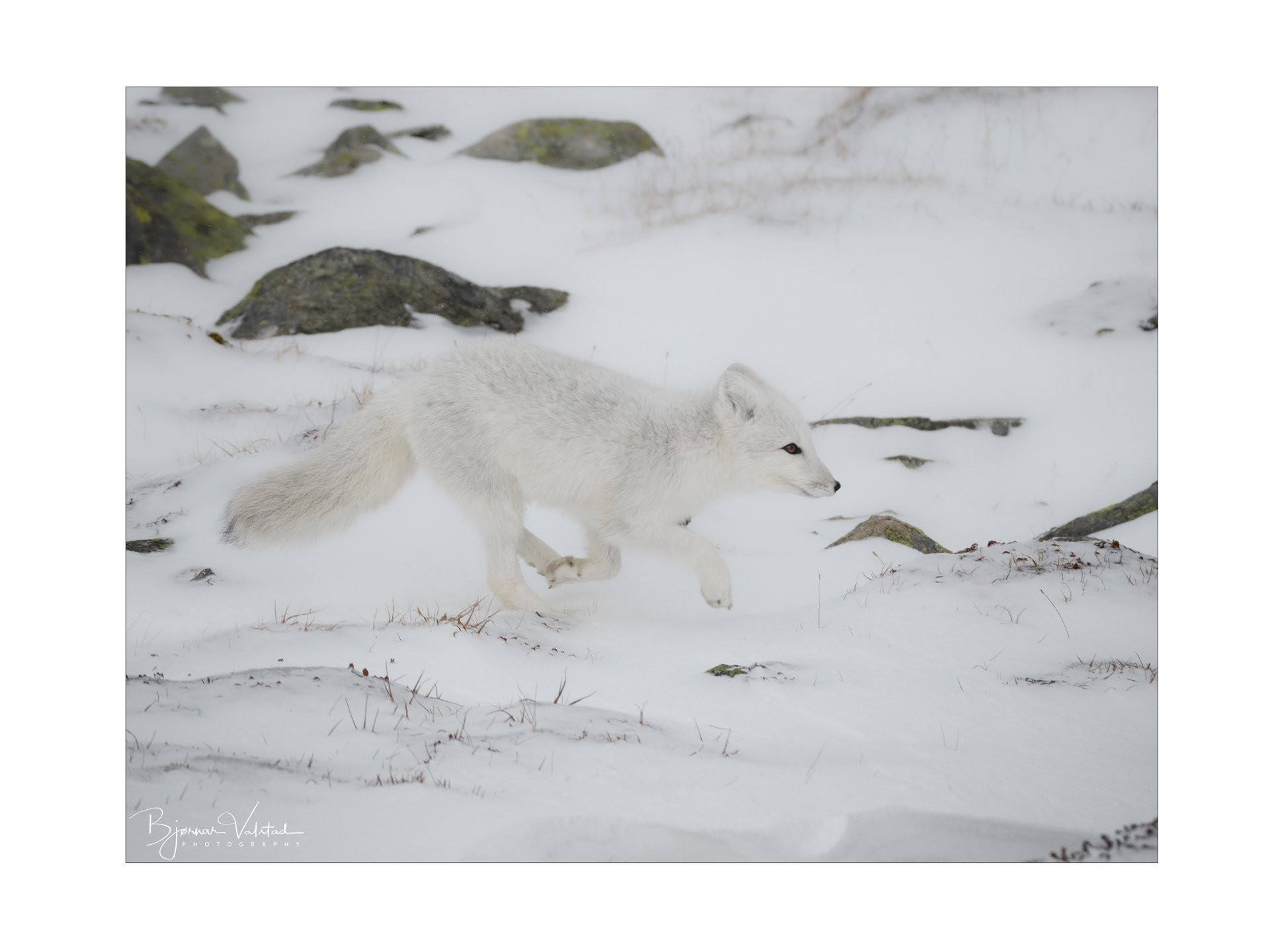 Arctic fox (Vulpes lagopus)