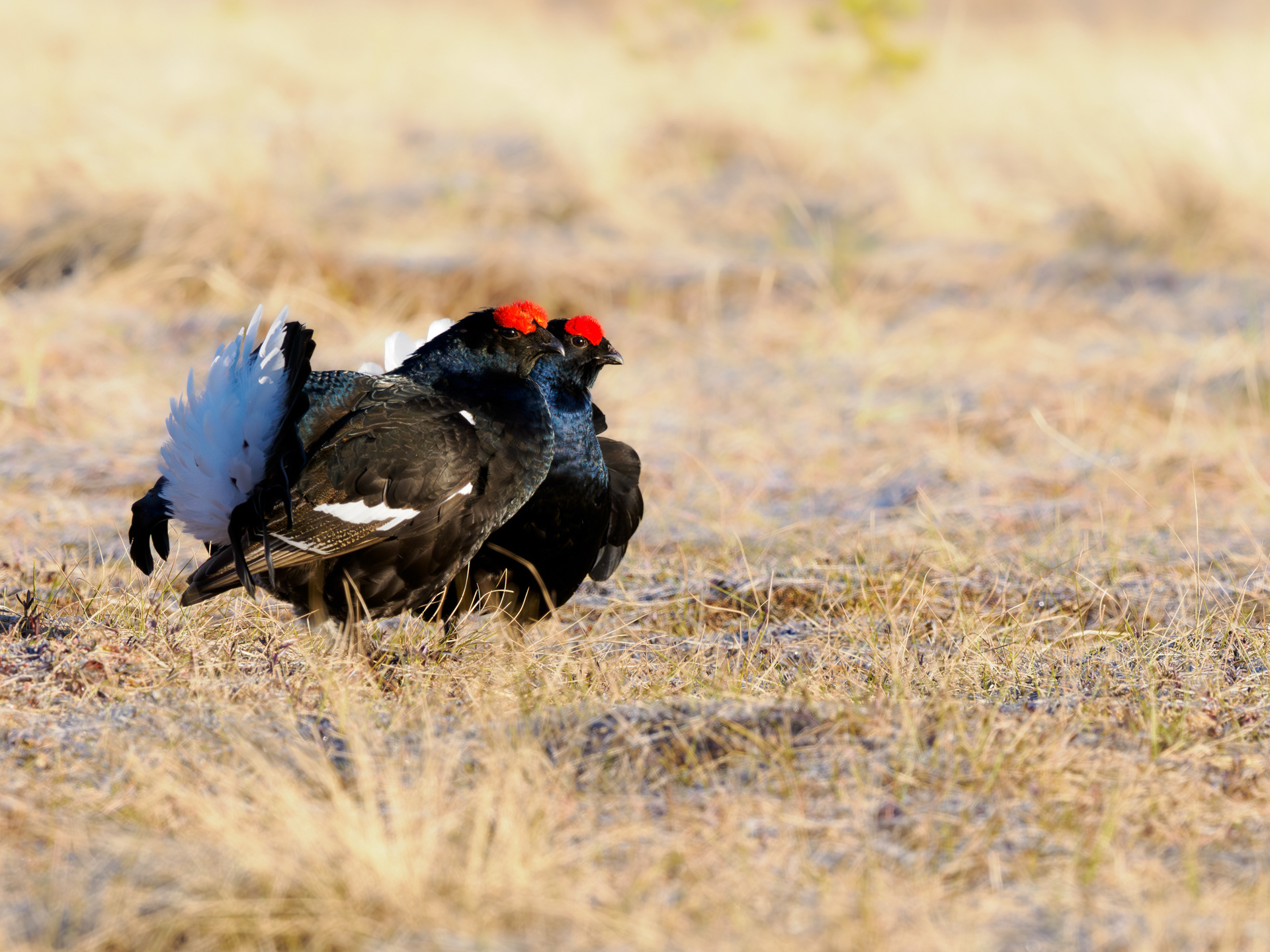 Black grouse, male (Lyrurus tetrix) - Østlandet, Norway