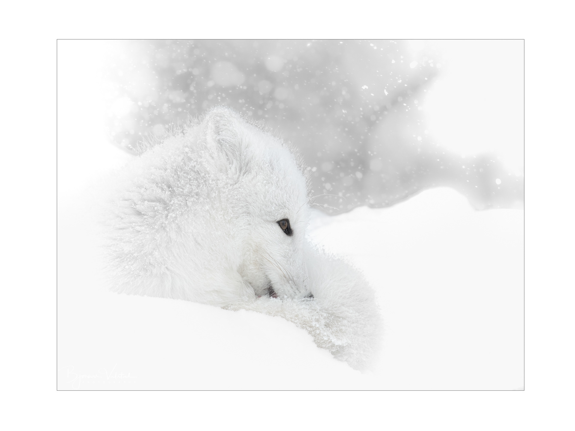 Arctic fox (Vulpes lagopus)