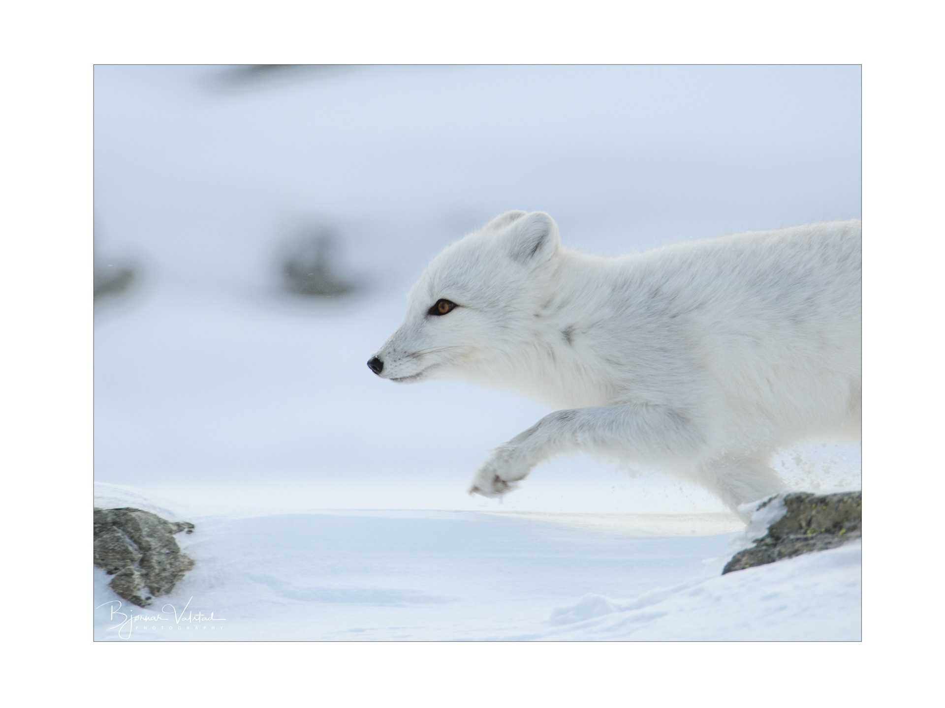 Arctic fox (Vulpes lagopus)
