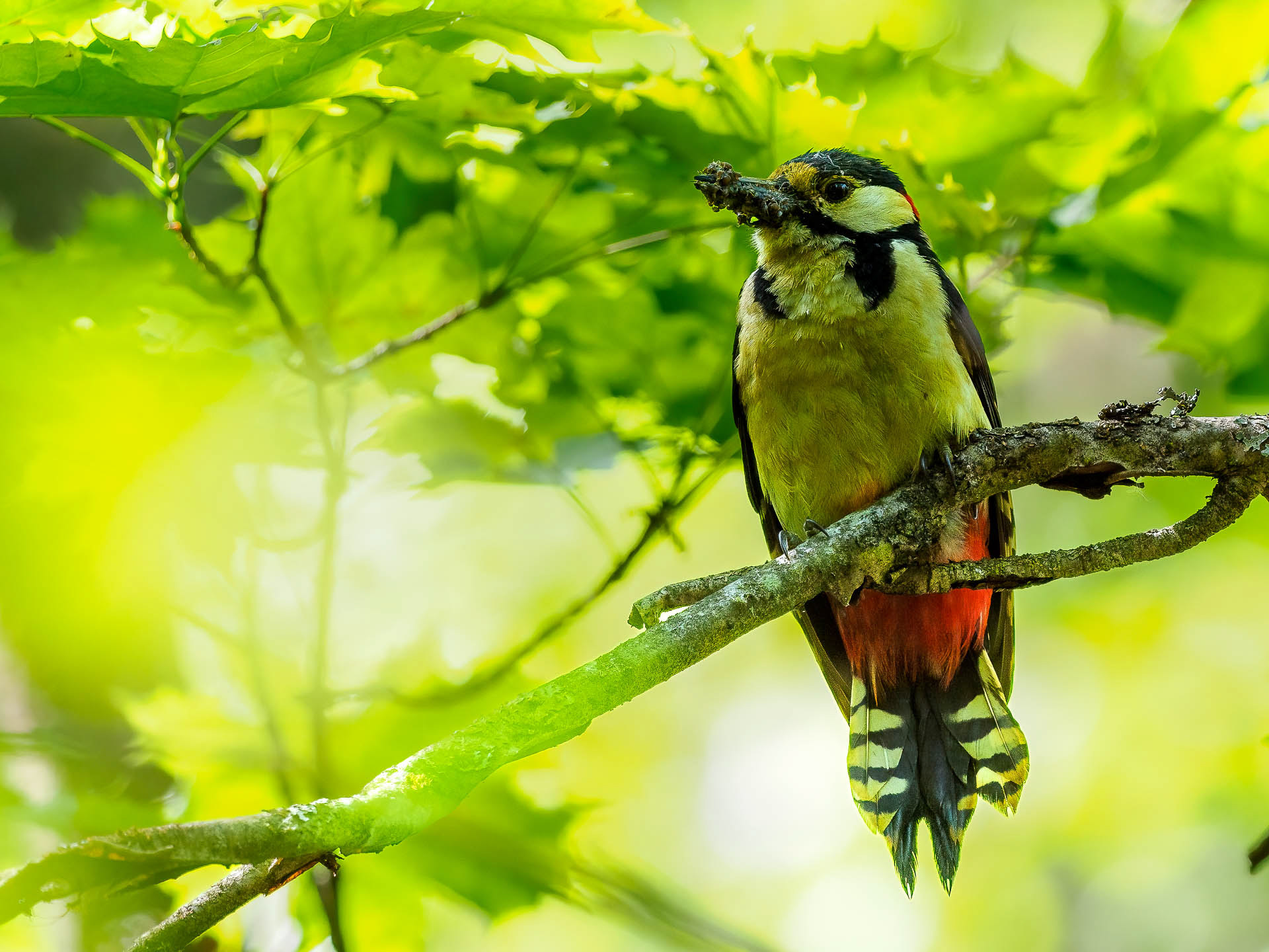 Great spotted woodpecker (Dendrocopos major)
