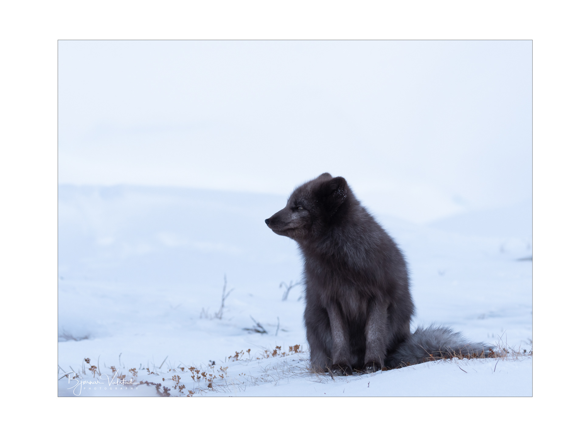 Arctic fox (Vulpes lagopus)