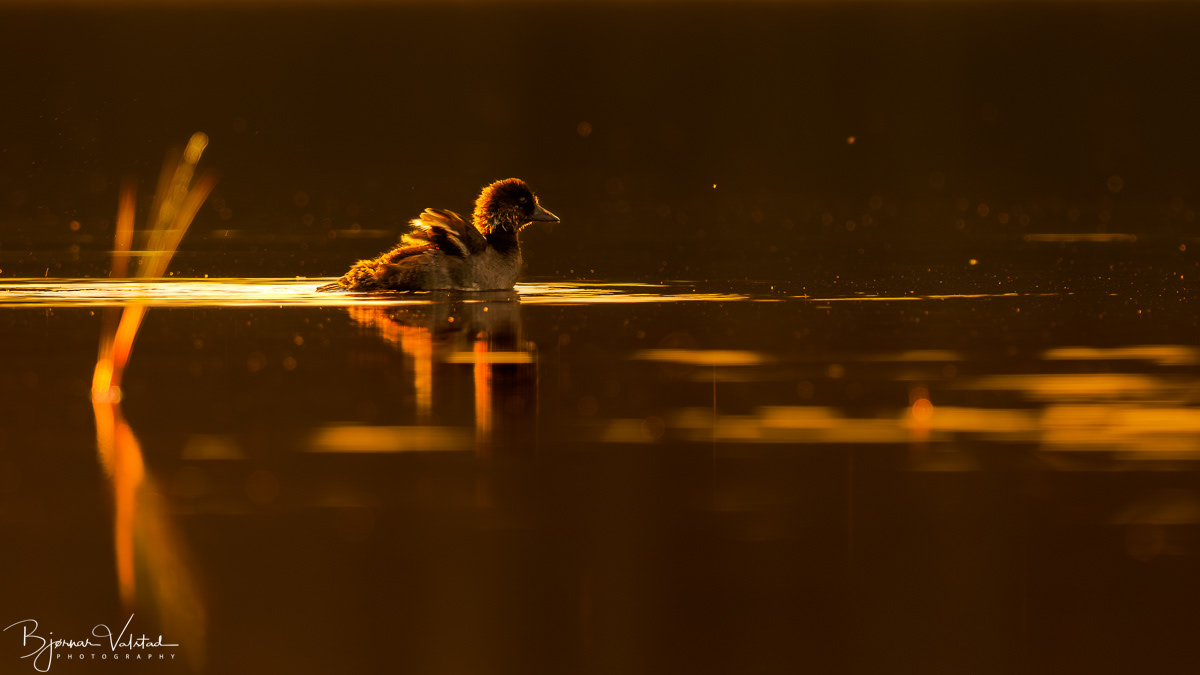 Goldeneye (Bucephala clangula)