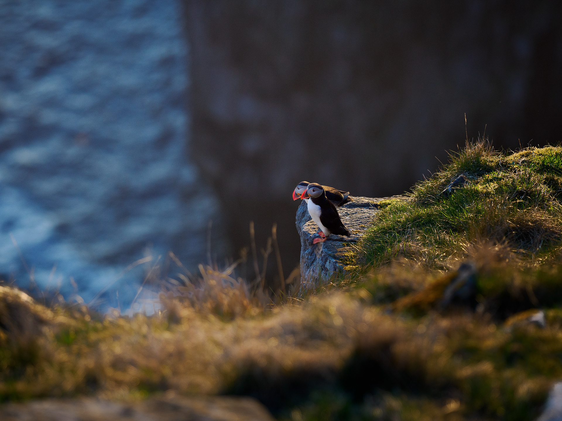 The Atlantic puffin (Fratercula arctica)