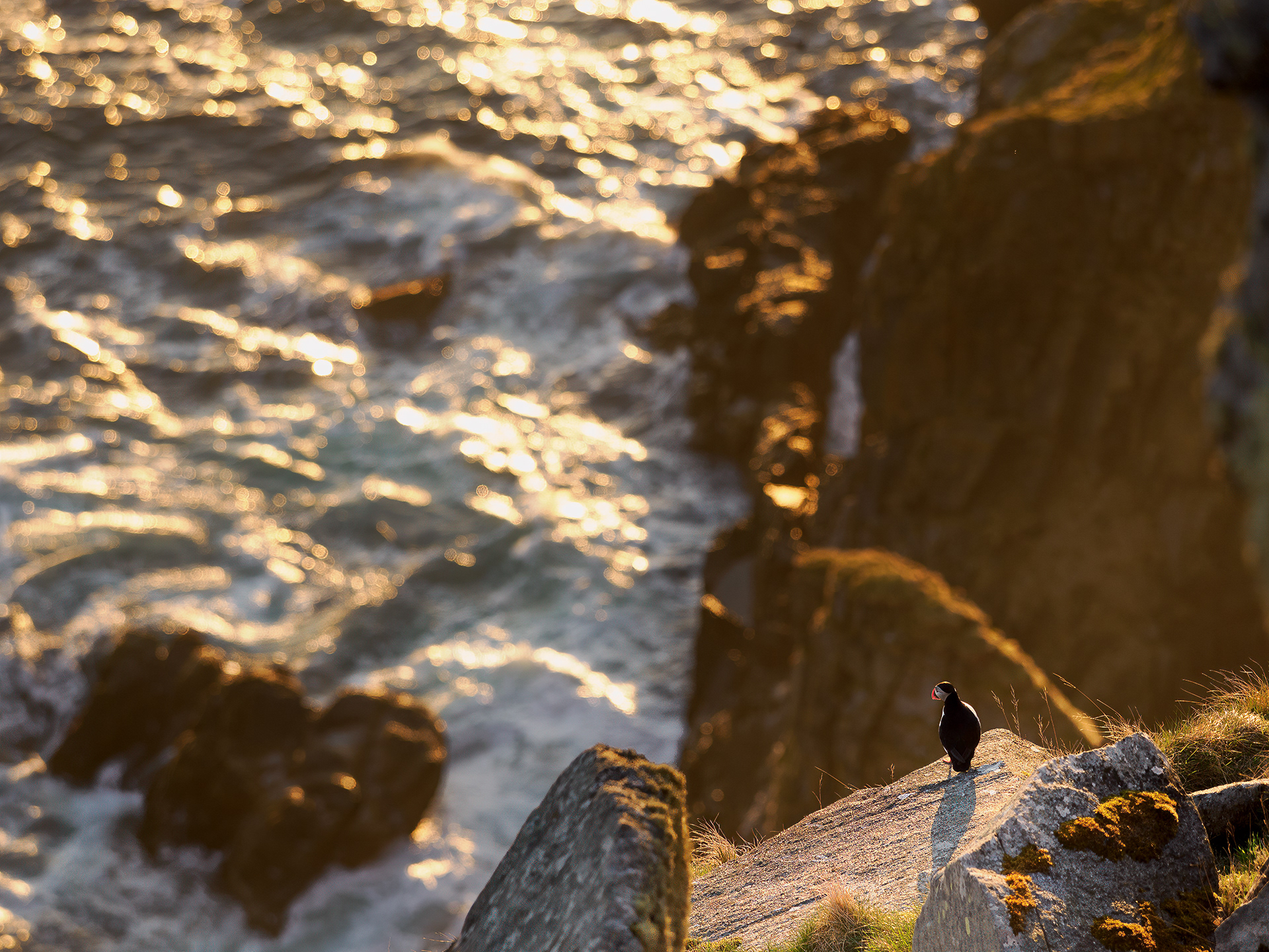 The Atlantic puffin (Fratercula arctica)