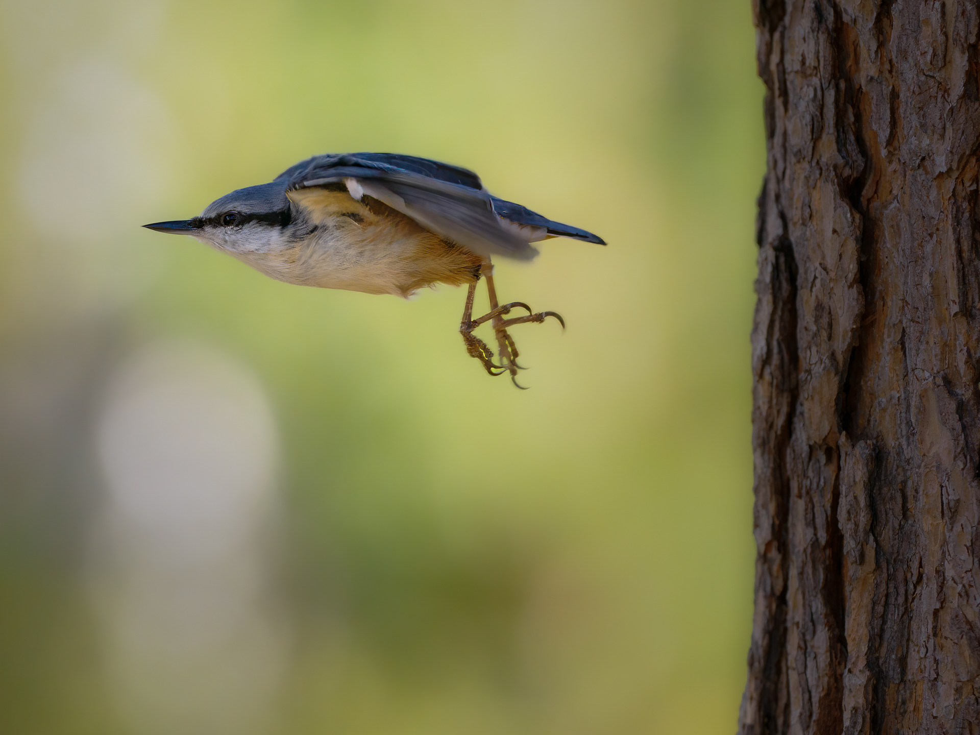 Wood nuthatch (Sitta europaea)