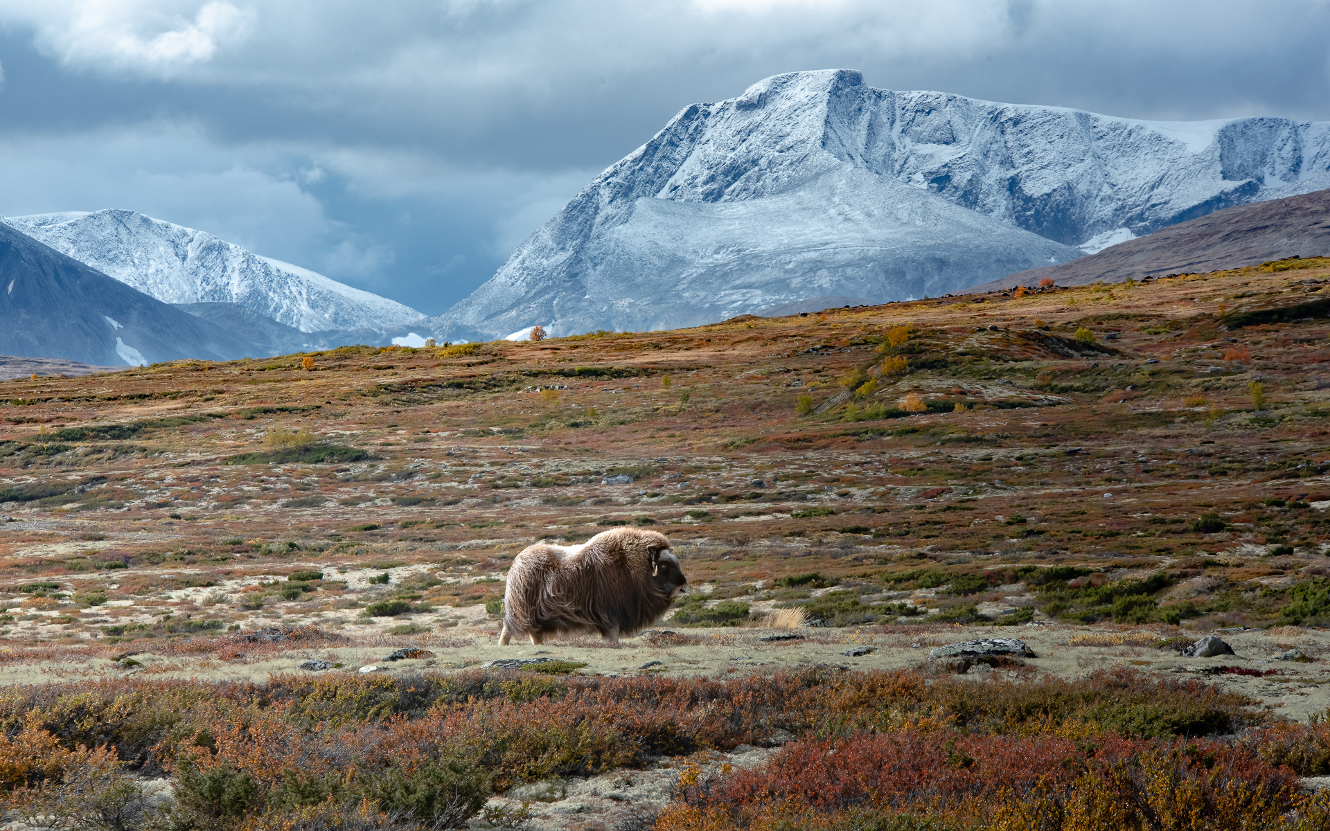 Musk ox, Dovre, Norway