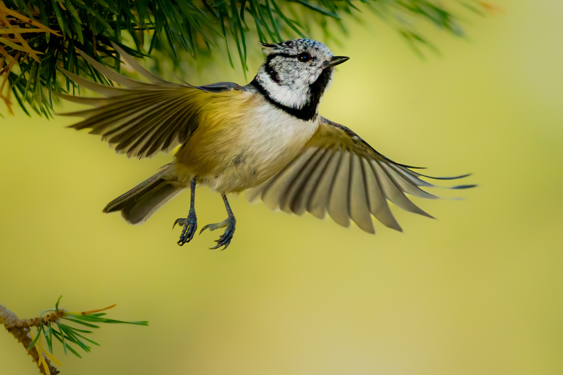 European crested tit (Lophophanes cristatus)