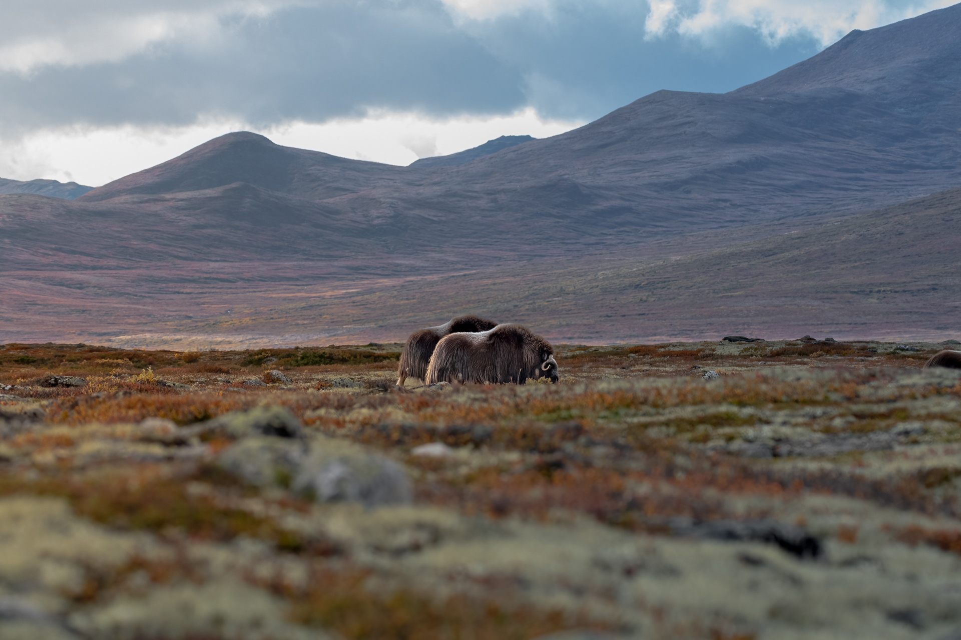 Musk ox, Dovre, Norway