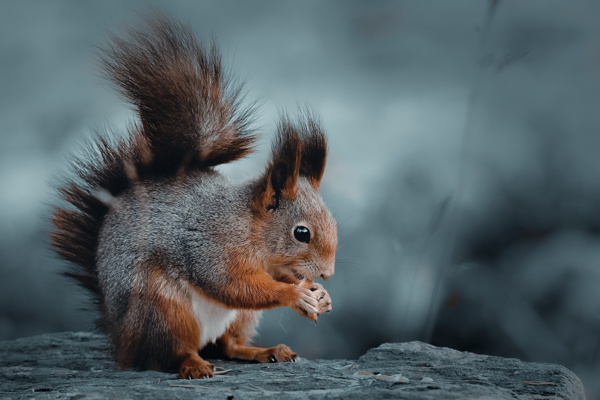 Red squirrel (Sciurus vulgaris) 