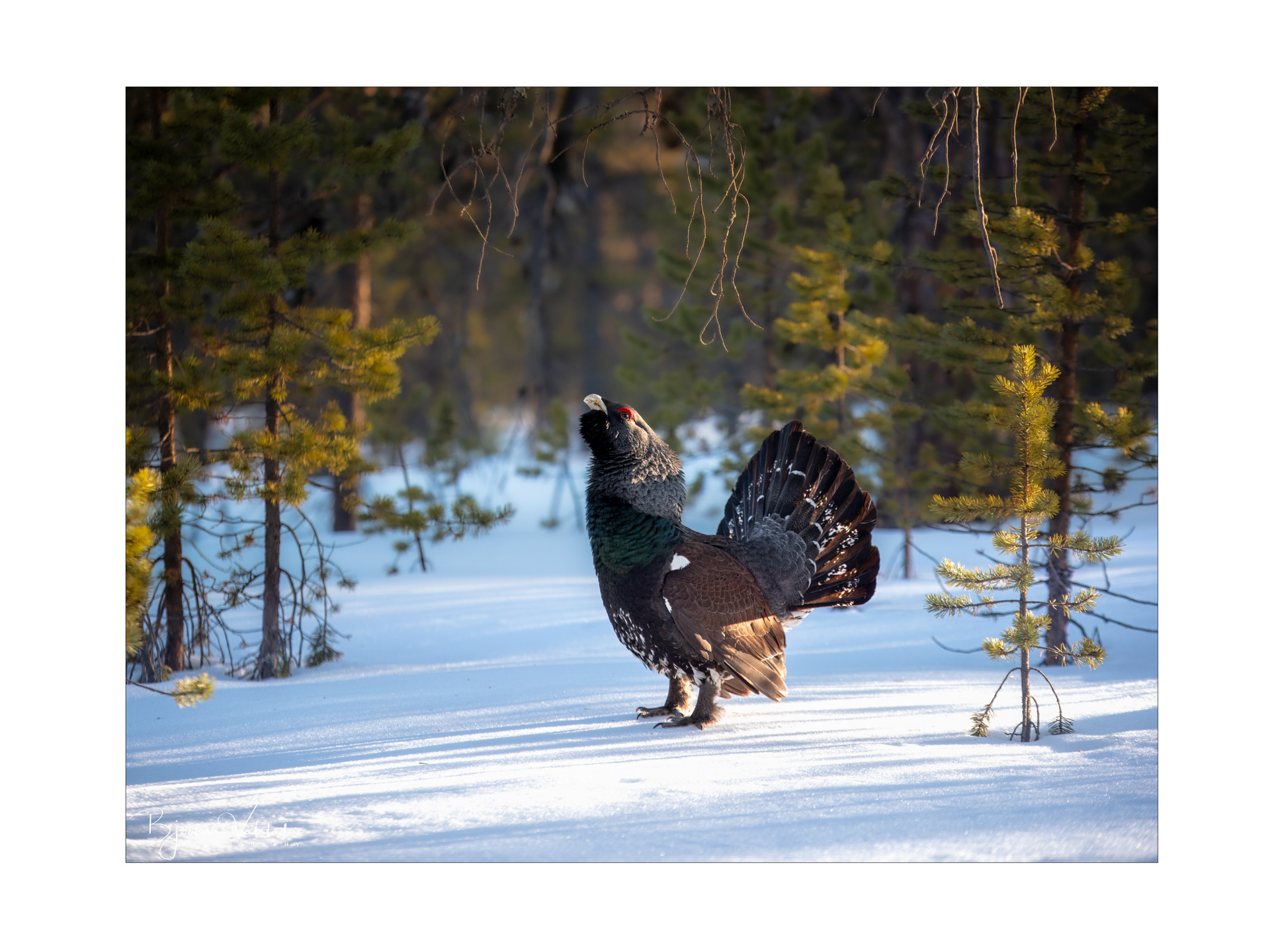 Western capercaillie (Tetrao urogallus) - Norway