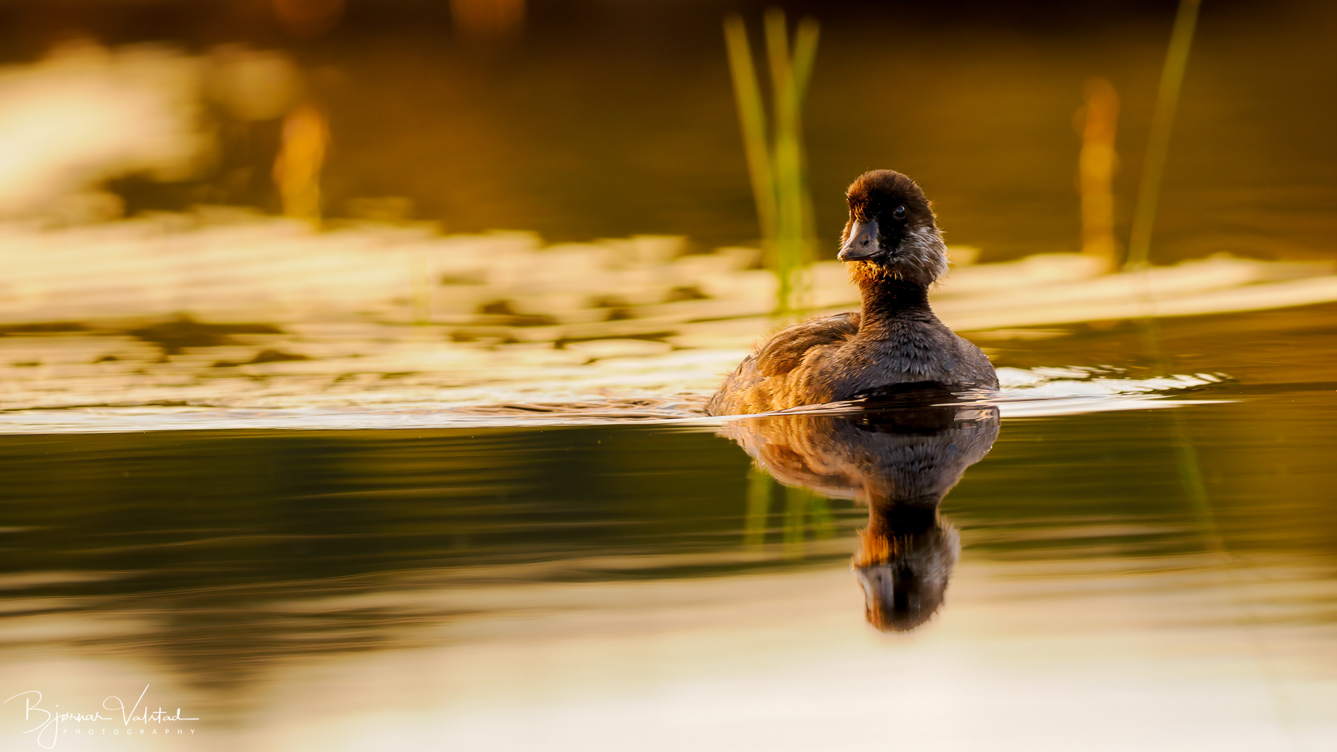 Goldeneye (Bucephala clangula)
