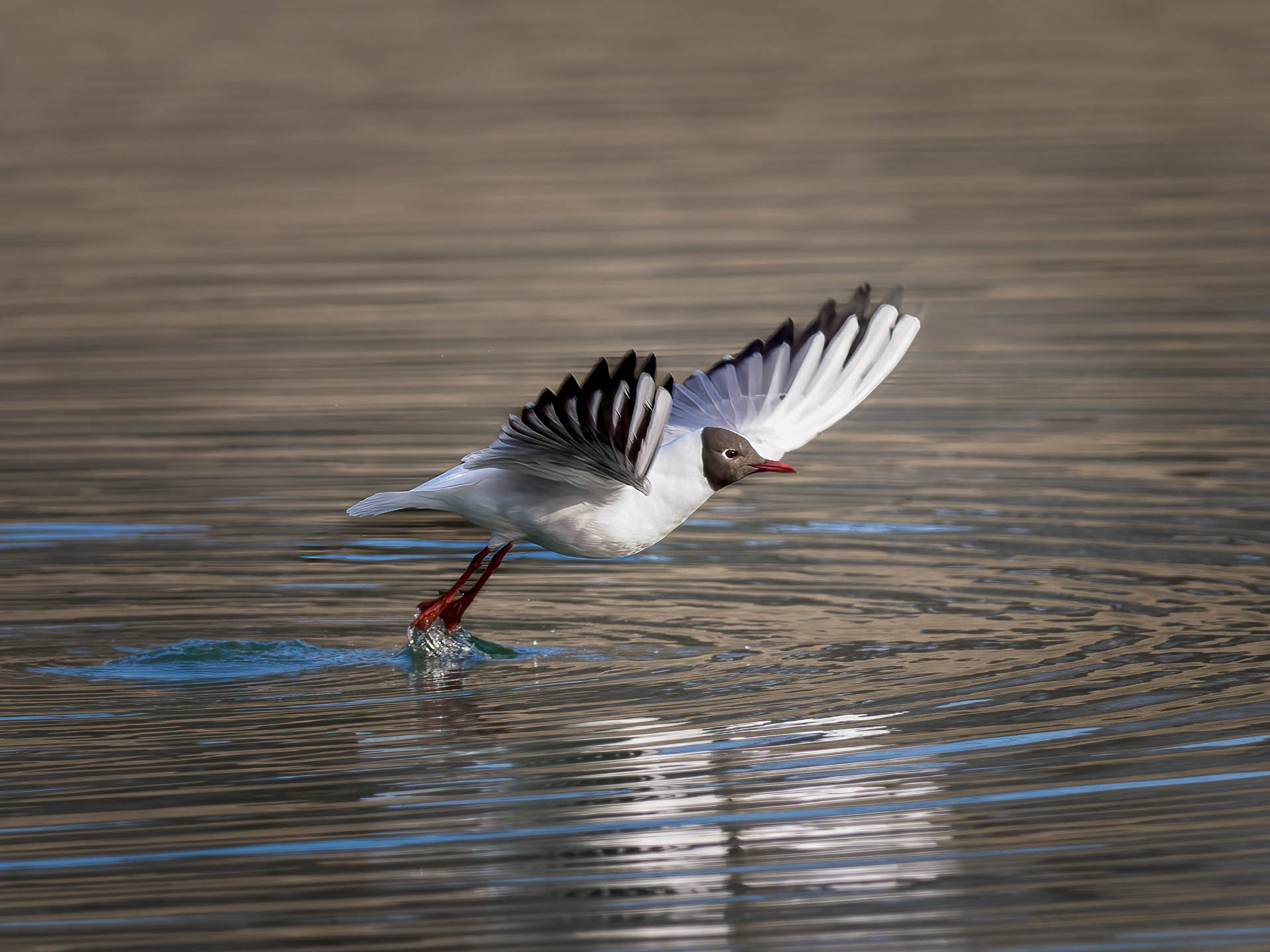 Black-headed gull (Chroicocephalus ridibundus)
