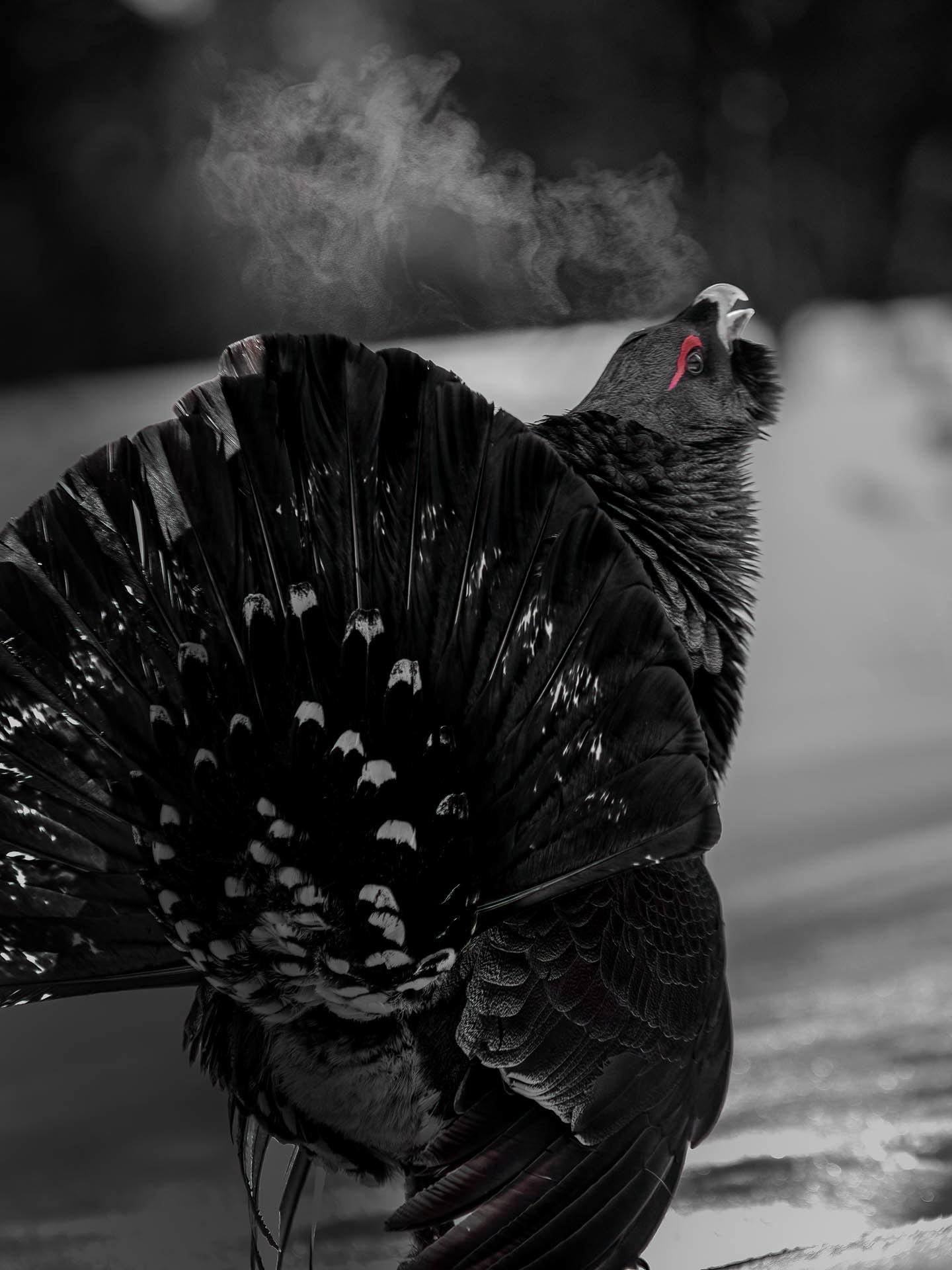 Western capercaillie (Tetrao urogallus) - Norway