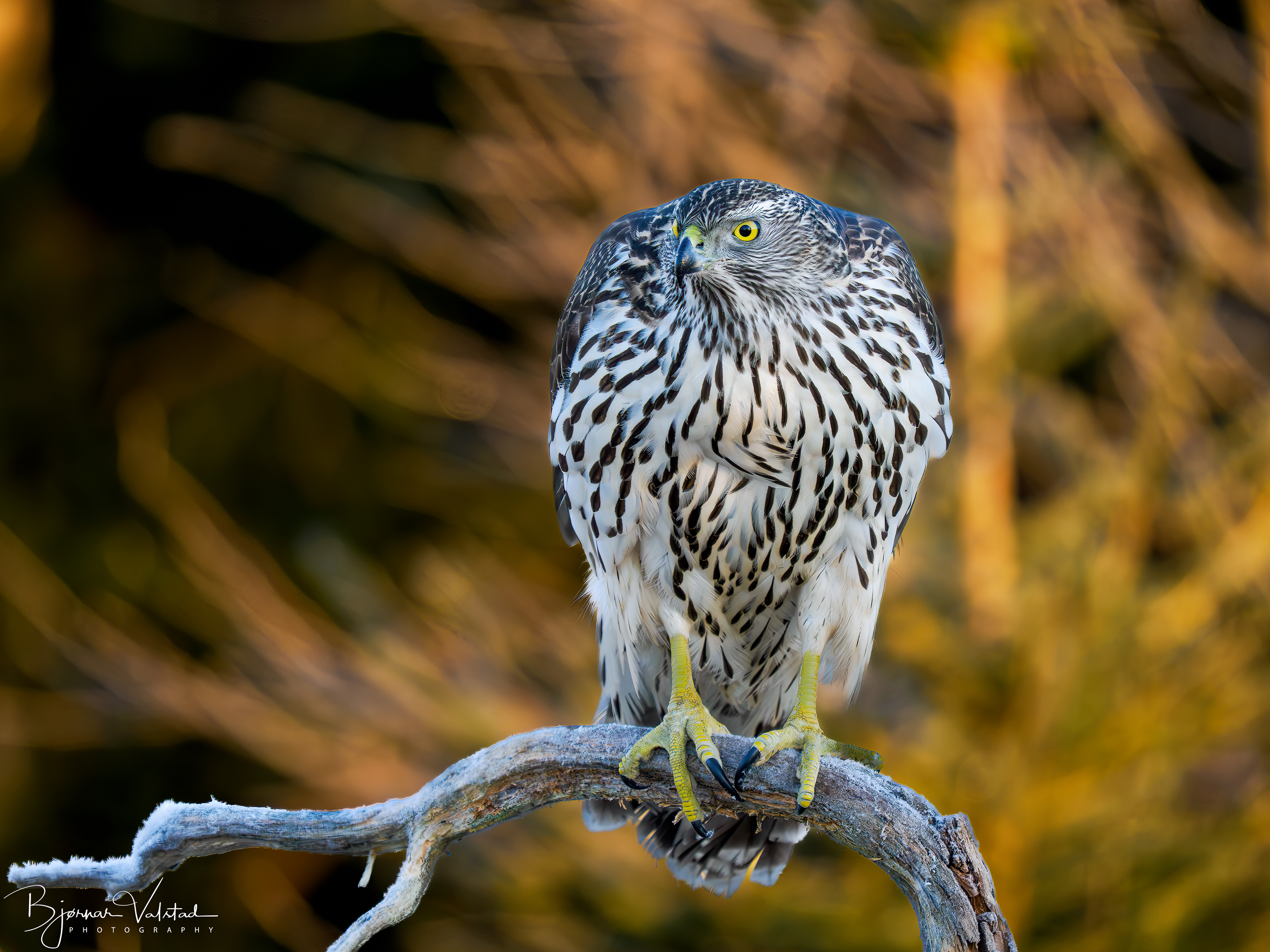 Eurasian goshawk (Astur gentilis) 