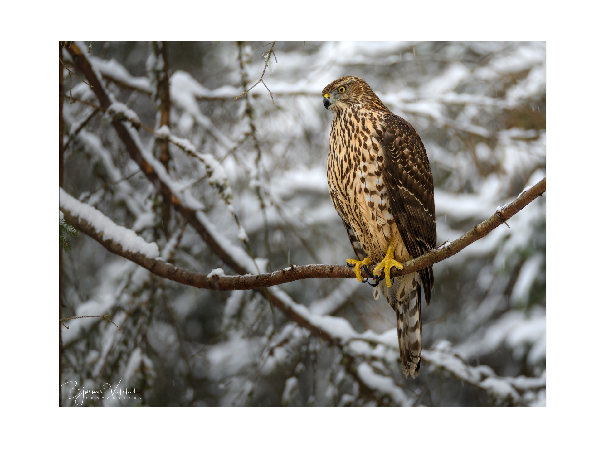 Northern goshawk (Accipiter gentilis)