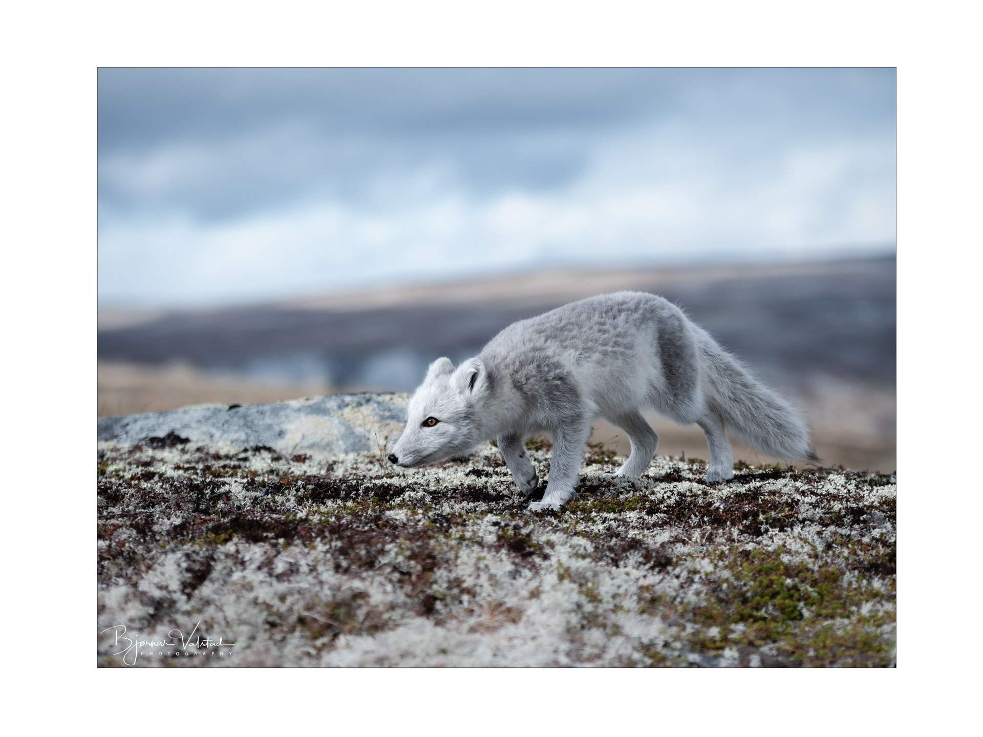 Arctic fox (Vulpes lagopus)