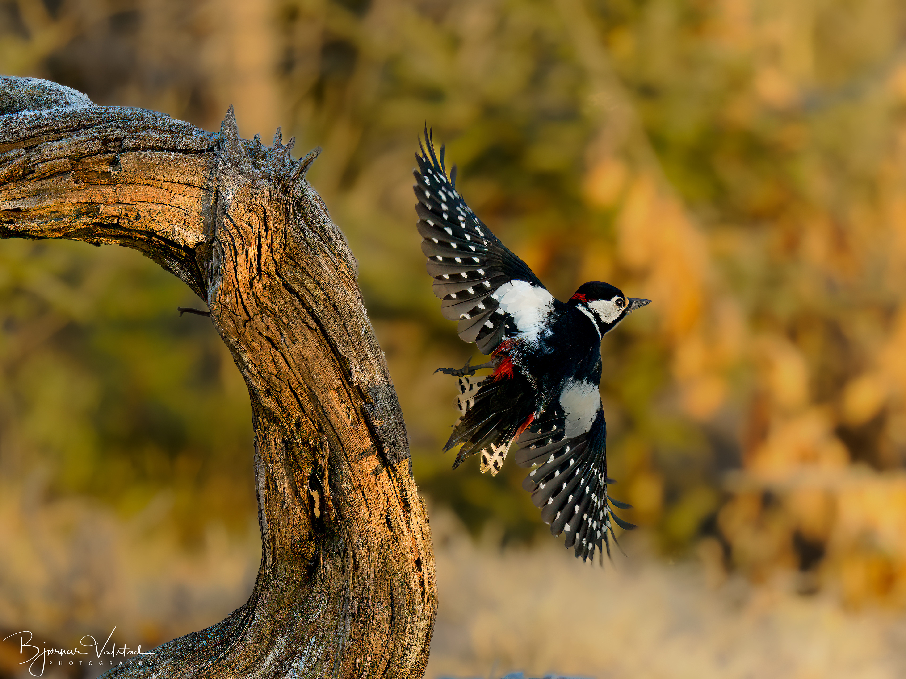 The great spotted woodpecker (Dendrocopos major)